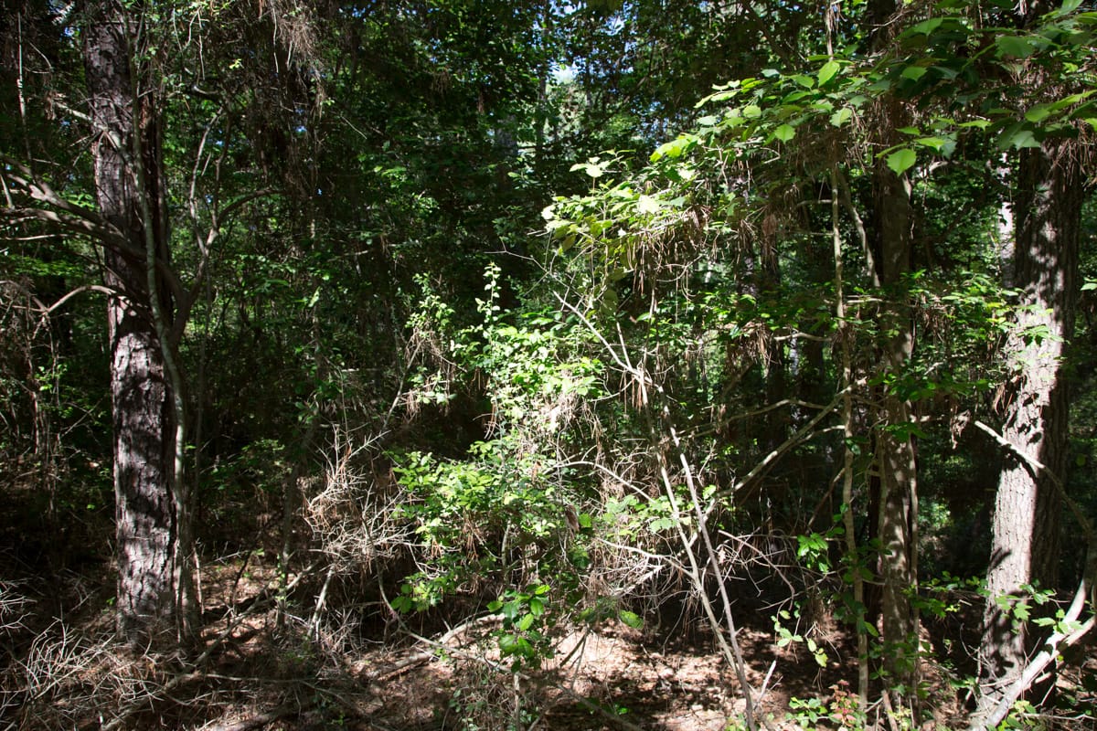 Rayburn Country Tract 167 photo 7