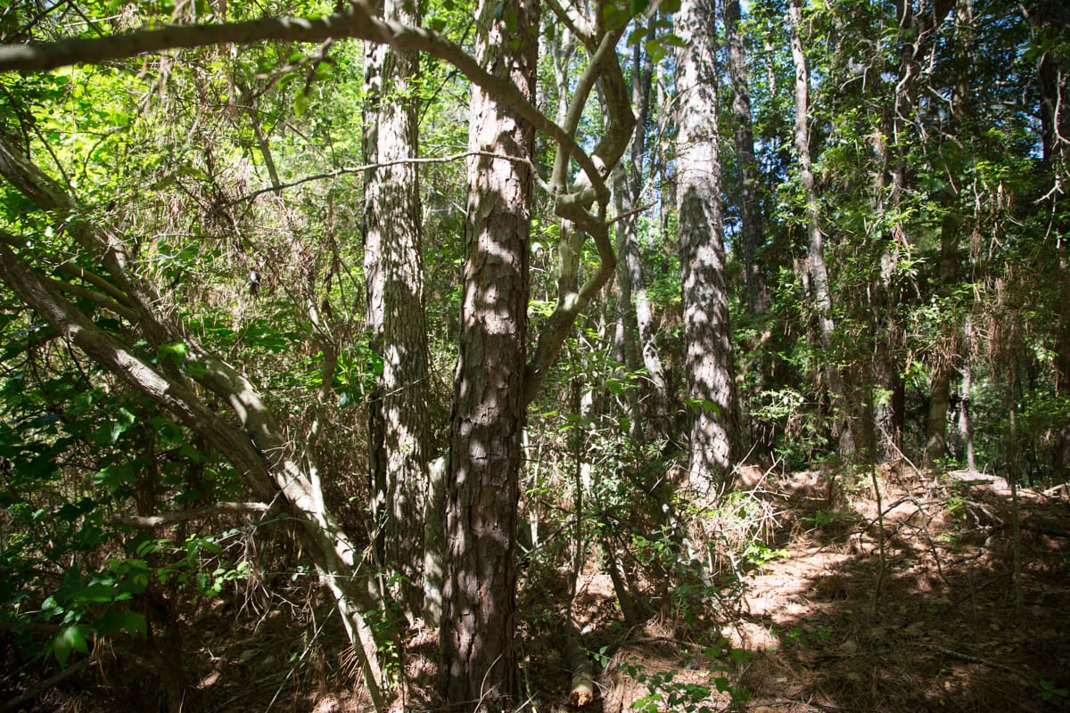 Rayburn Country Tract 167 photo 10