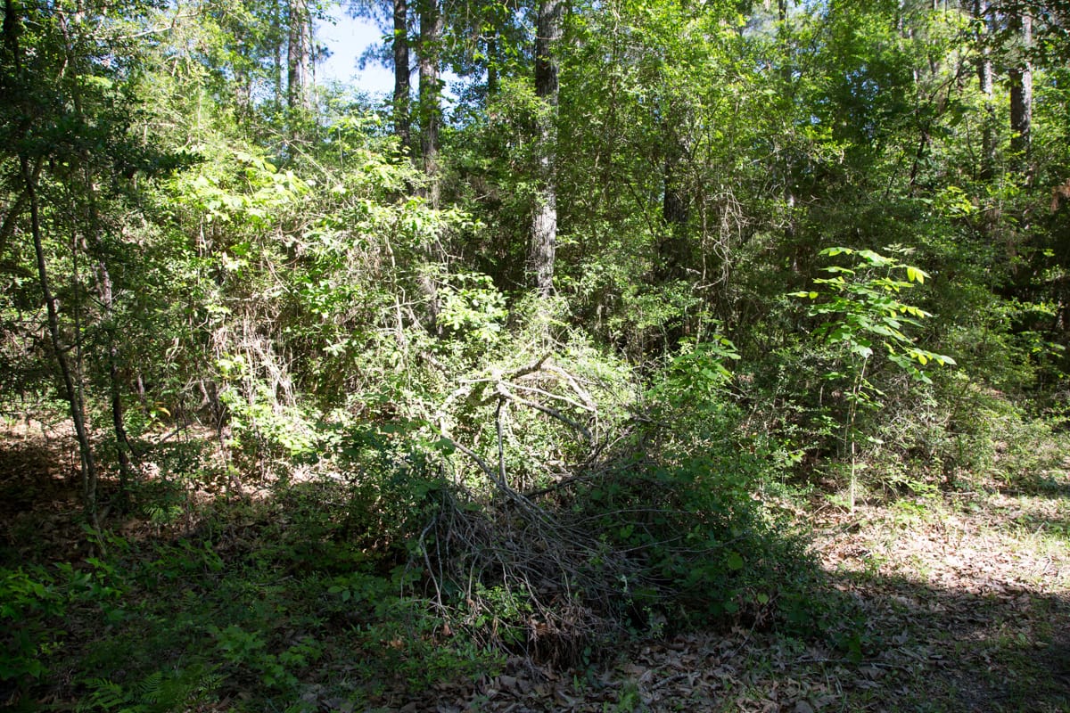 Rayburn Country Tract 167 photo 16