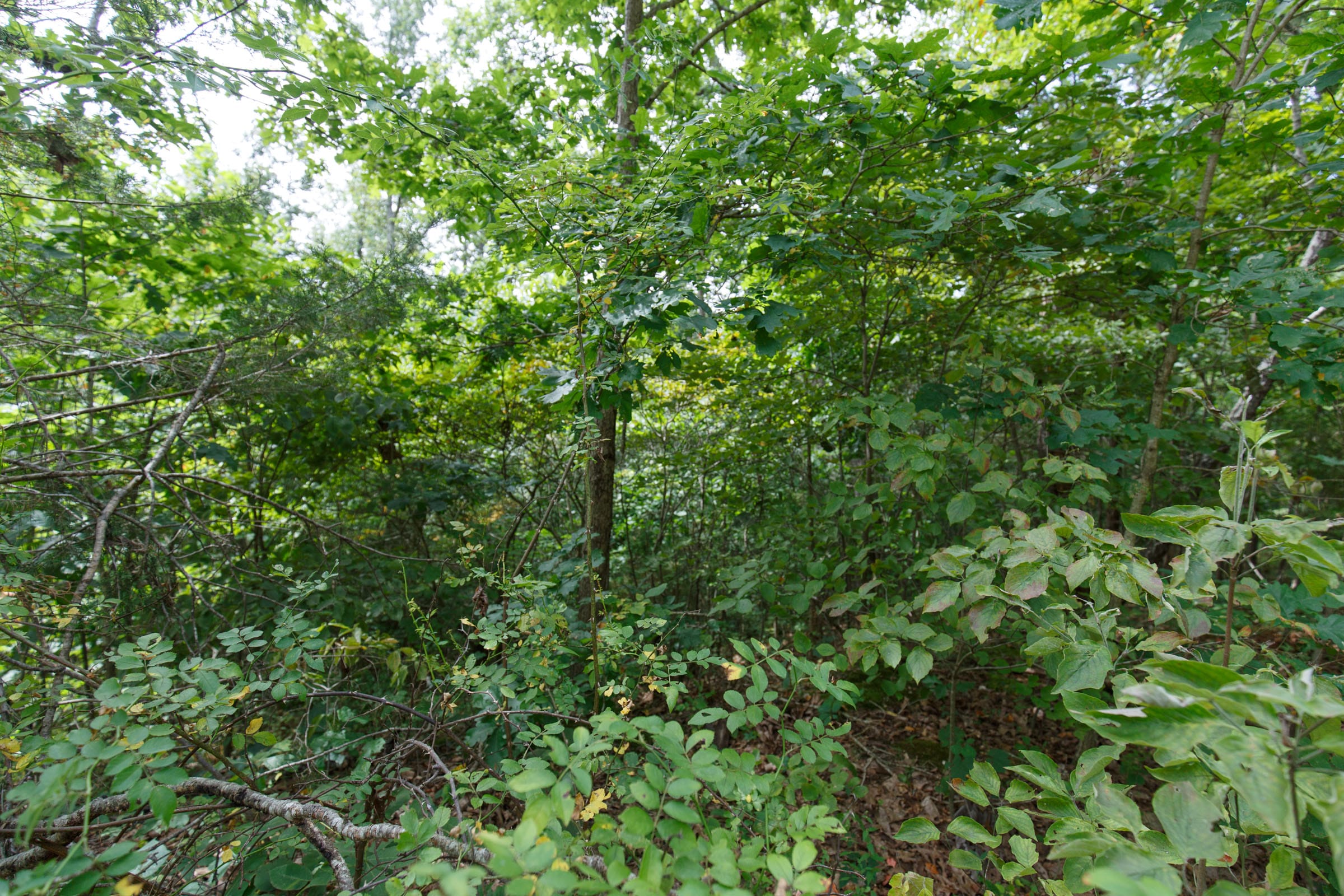 Spring Lake Plat 5 Tract 341 photo 4