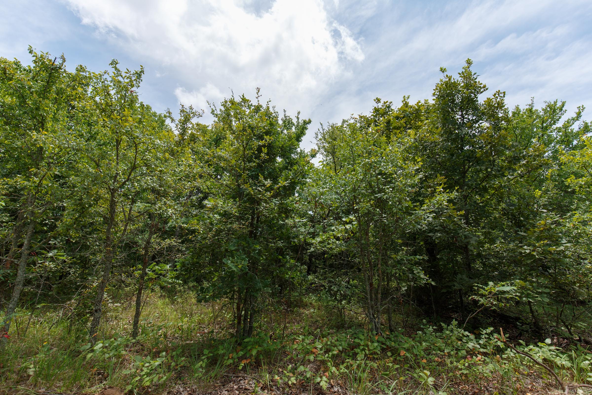 Timber Ridge Tract 20 photo 2