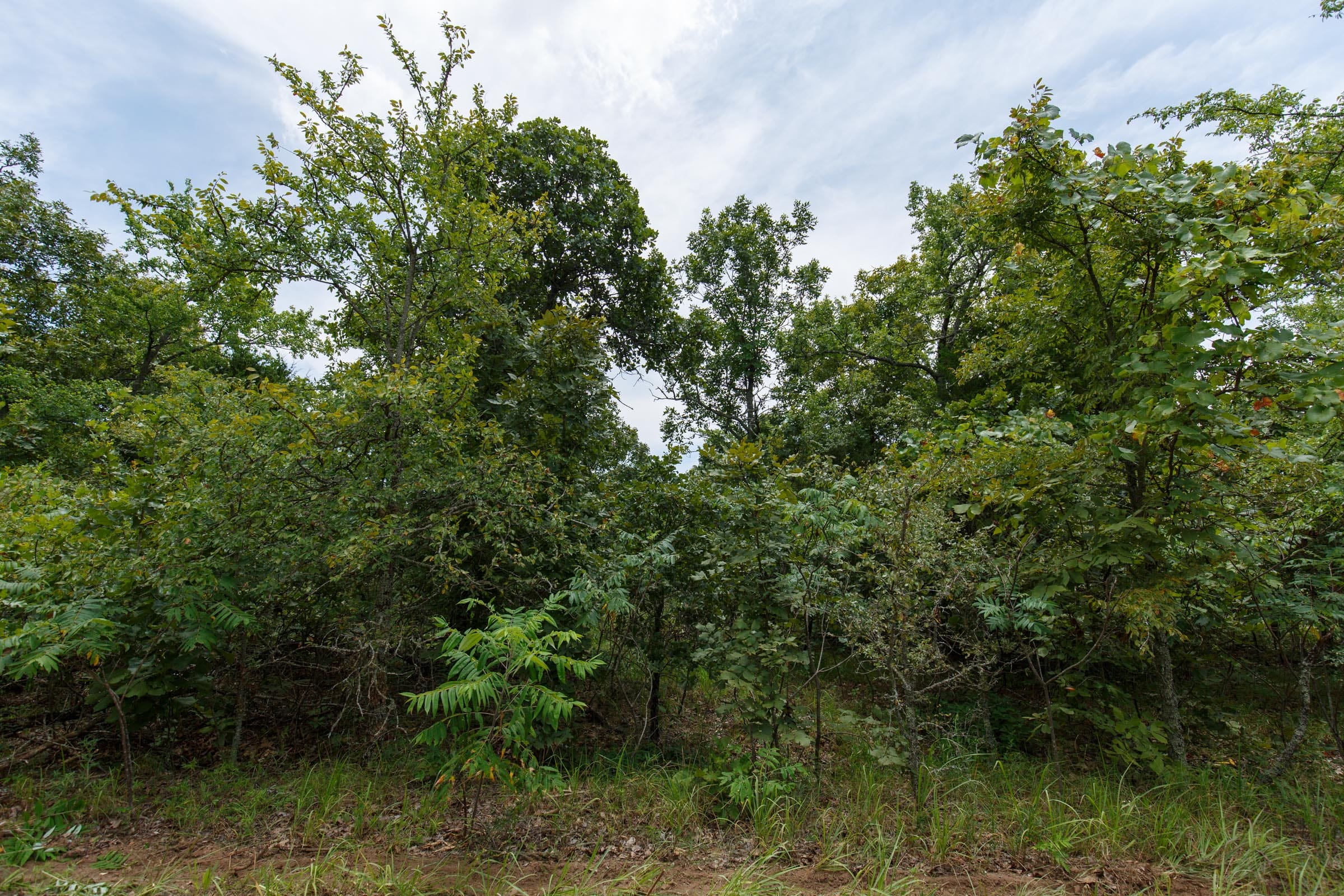 Timber Ridge Tract 20 photo 4