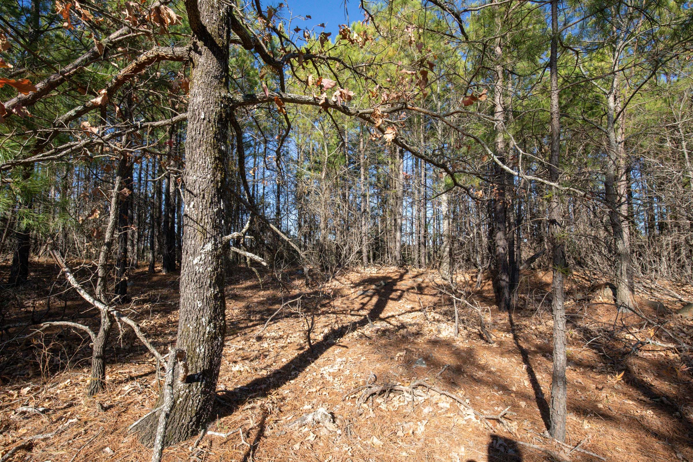 Stone Bridge Phase II Tract 94 photo 2