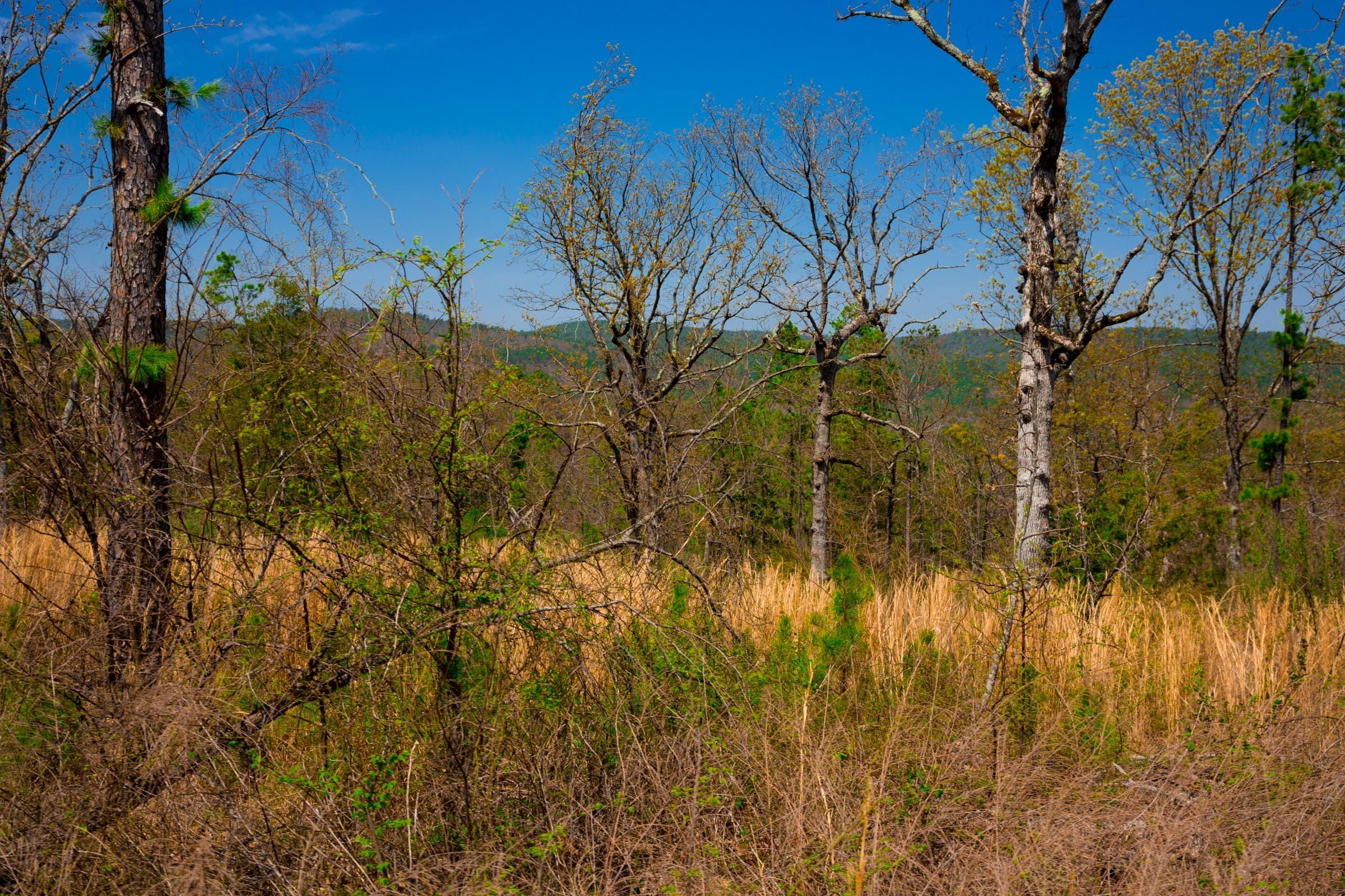 Stone Creek Phase II Tract 236 photo 12