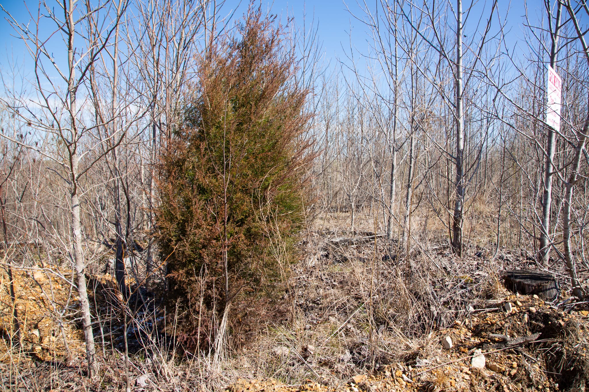 Southwind Ranch Tract 11 photo 3