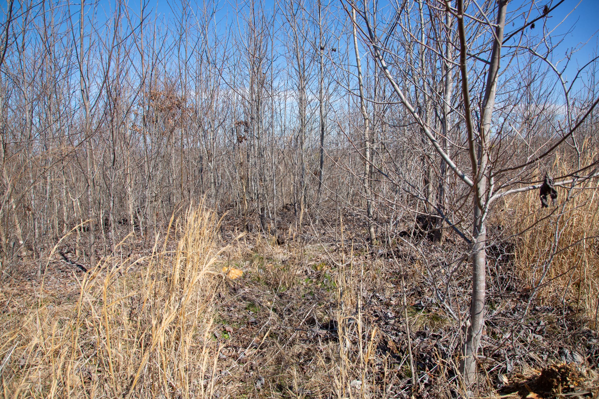 Southwind Ranch Tract 11 photo 5