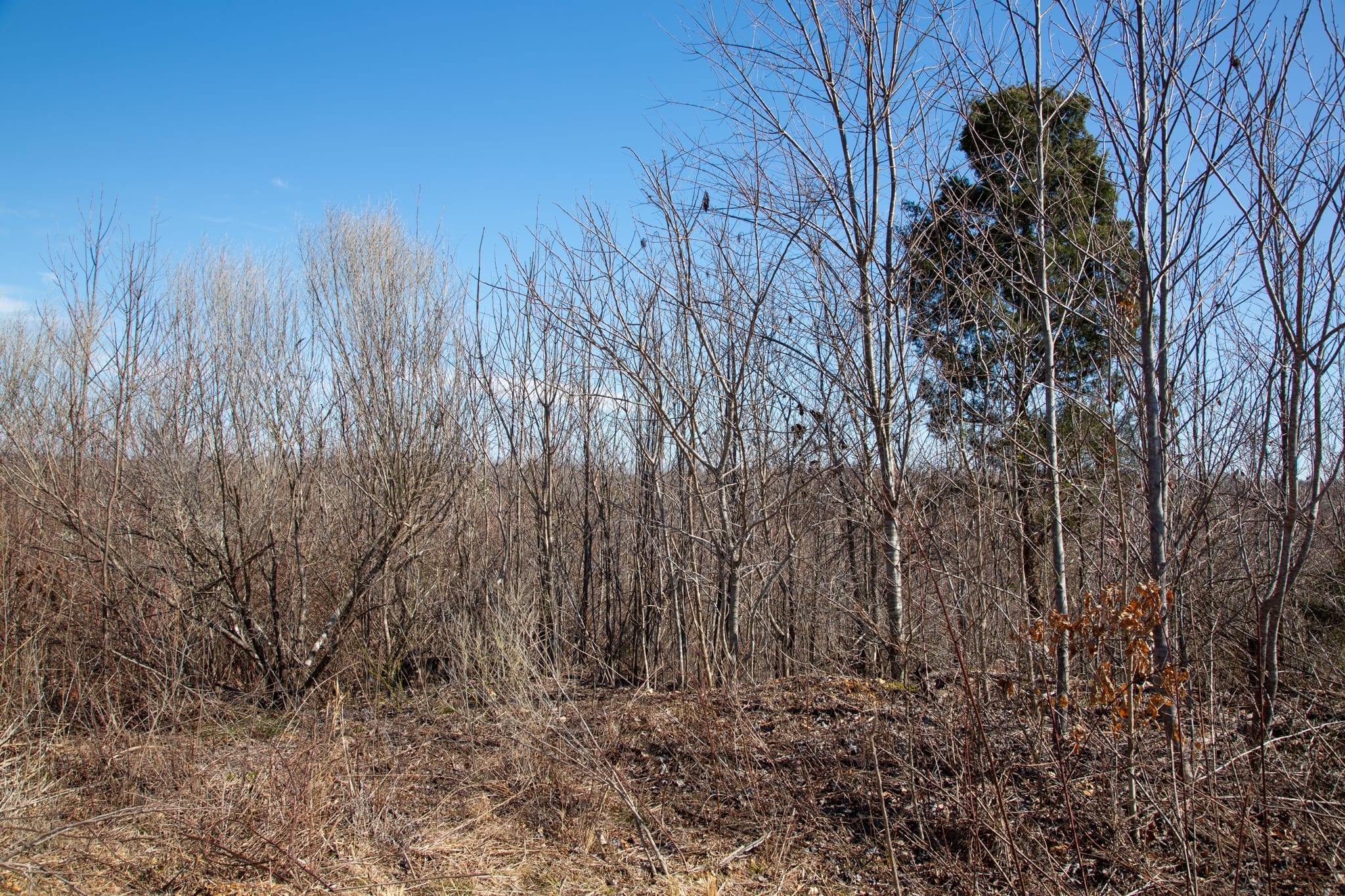 Southwind Ranch Tract 11 photo 11