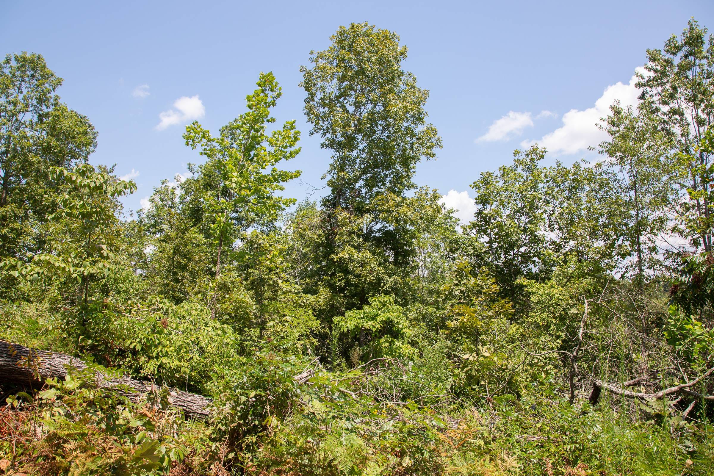 Borgmann’s Hollow Phase I Tract 13 photo 6