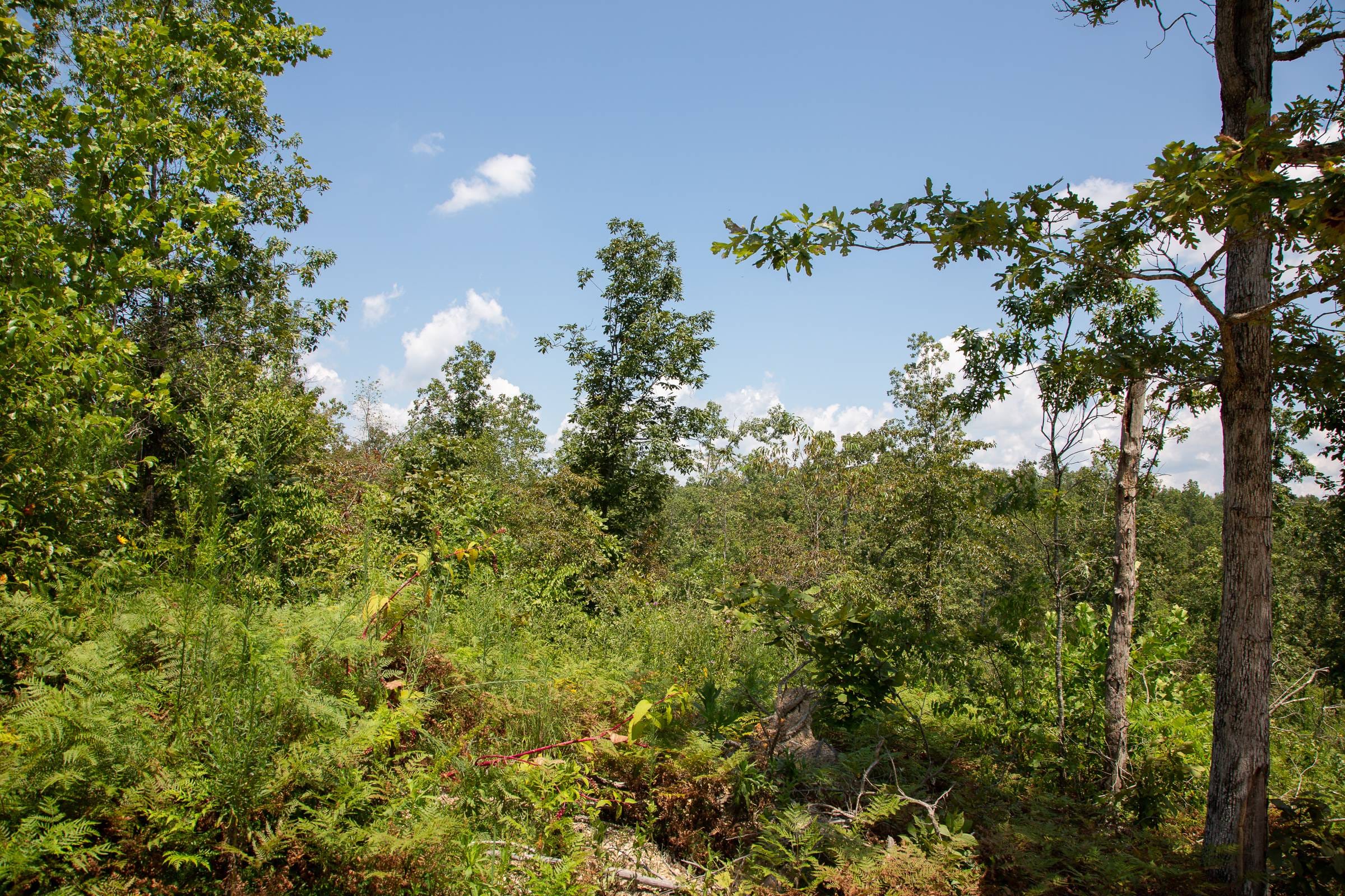 Borgmann’s Hollow Phase I Tract 13 photo 8