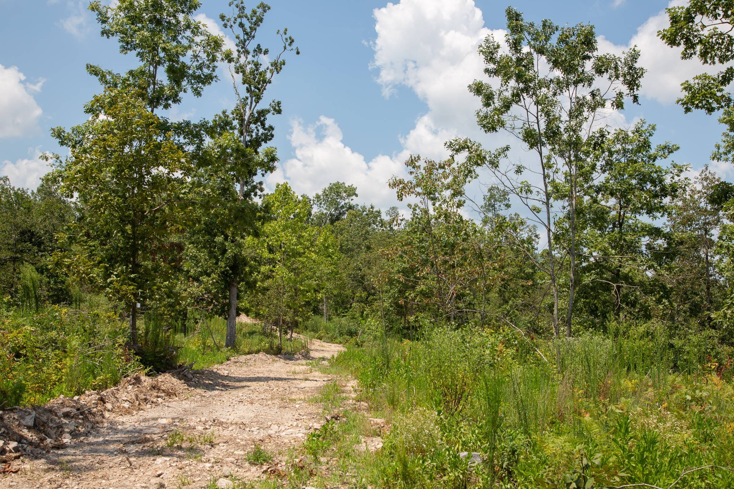 Borgmann’s Hollow Phase I Tract 13 photo 11
