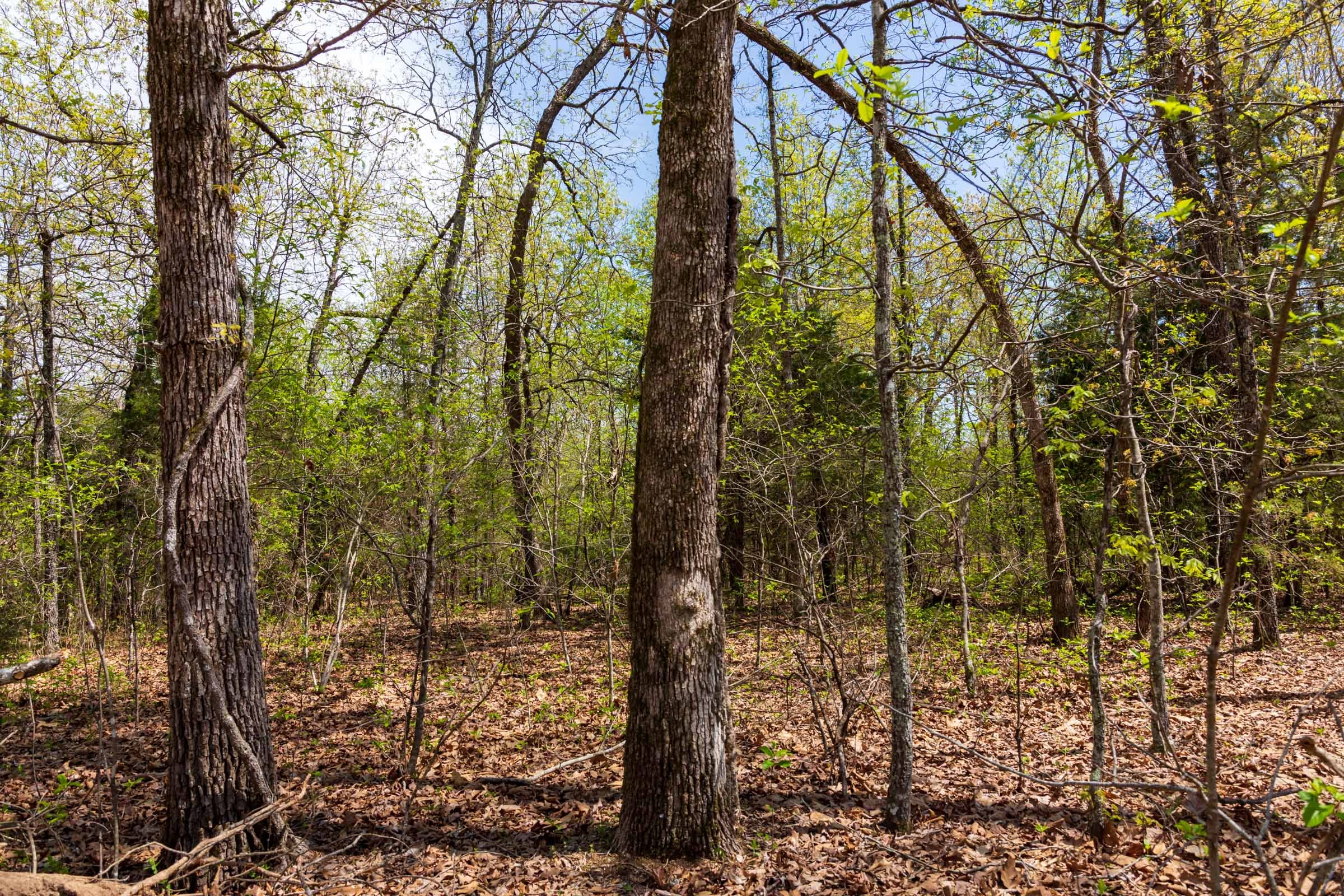 Autumnwood Tract 14 photo 2