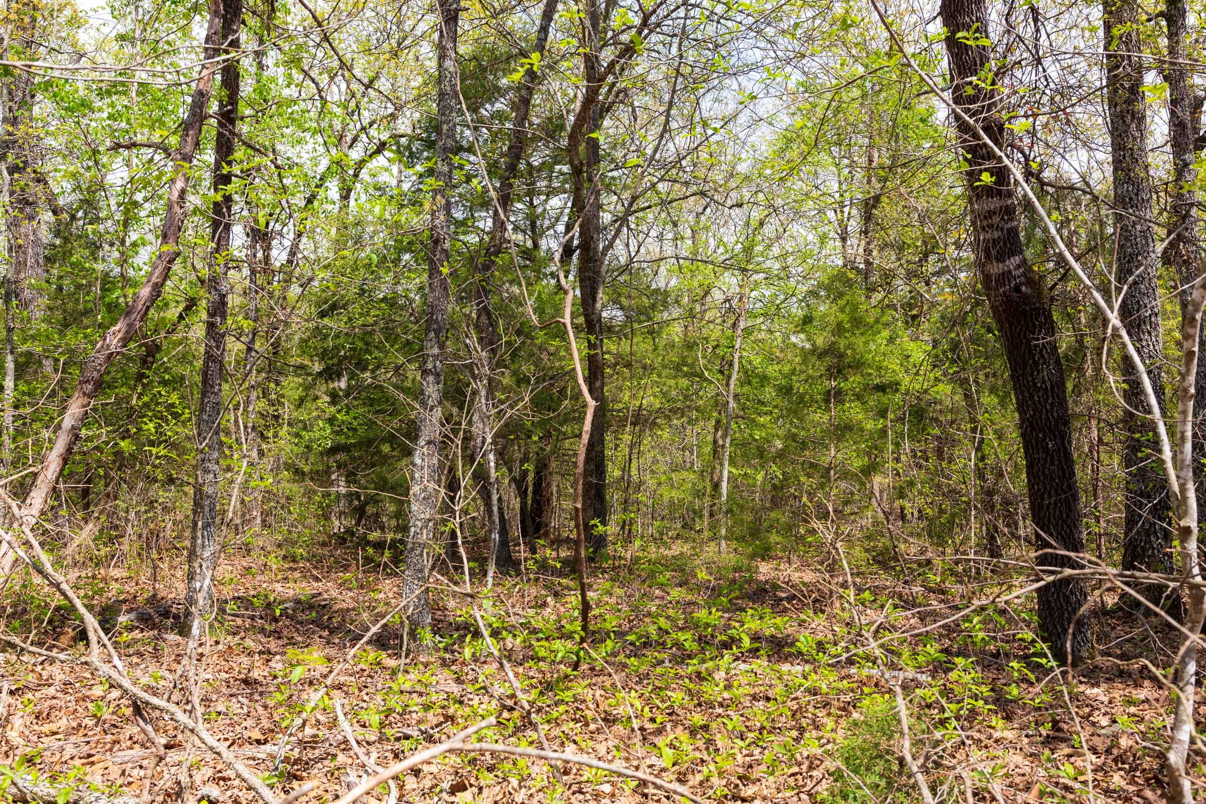 Autumnwood Tract 14 photo 3