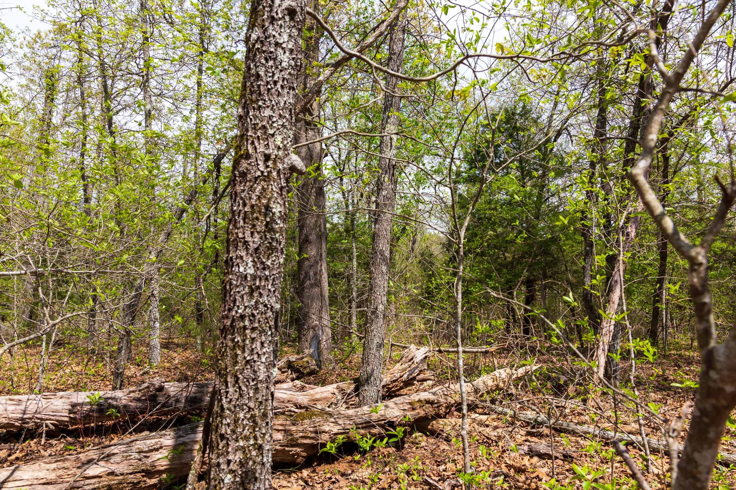 Autumnwood Tract 14 photo 4