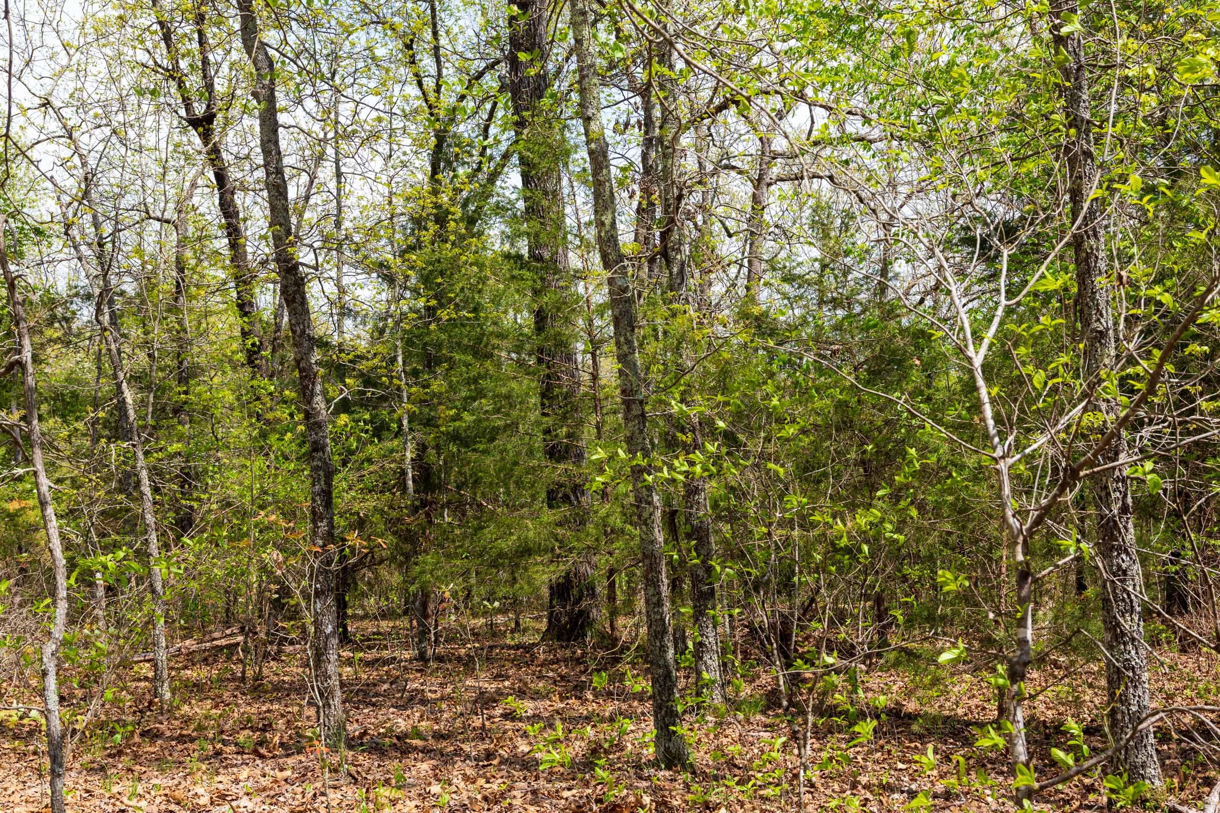 Autumnwood Tract 14 photo 6