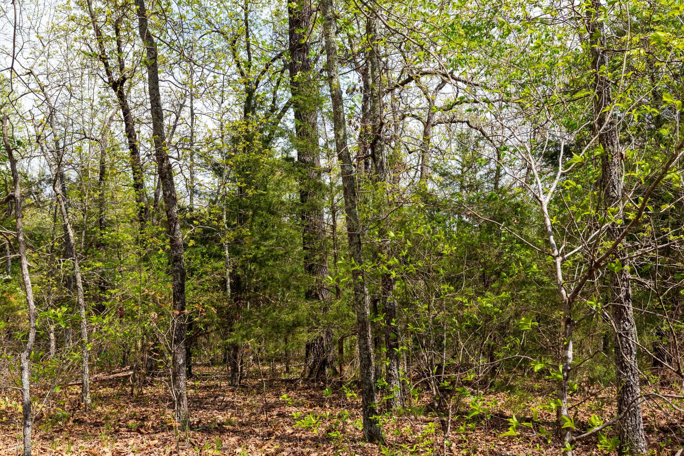 Autumnwood Tract 14 photo 7