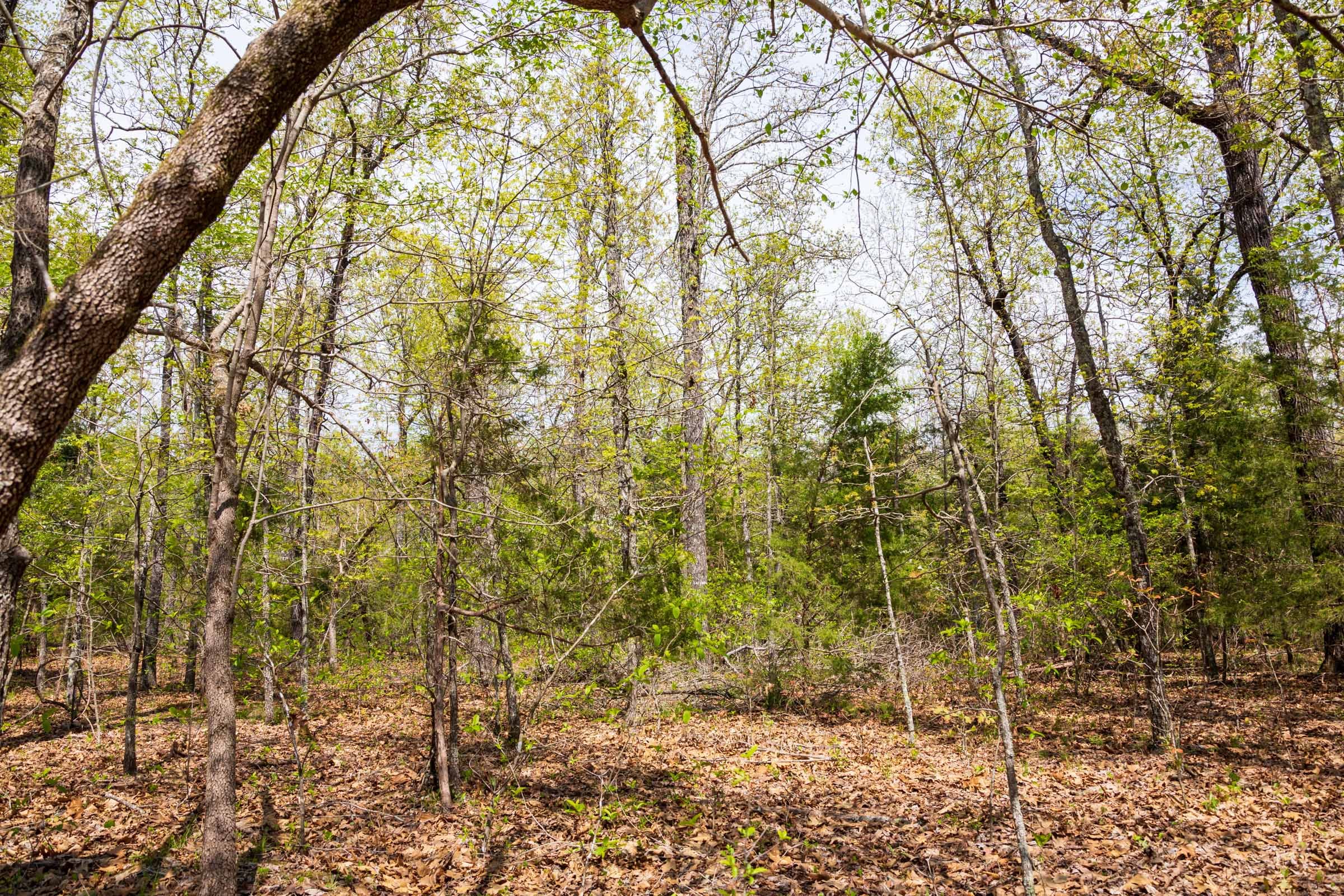 Autumnwood Tract 14 photo 9