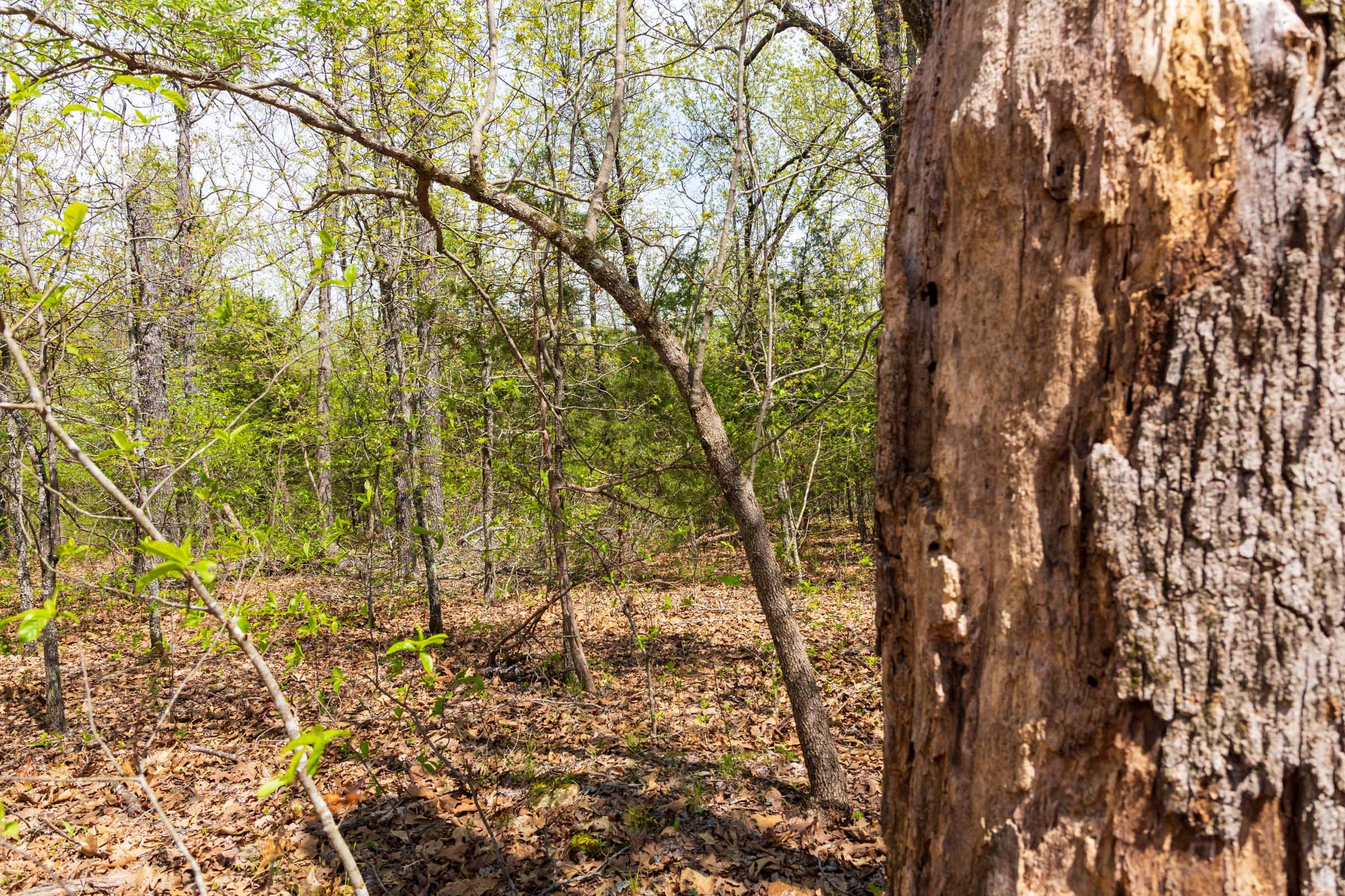 Autumnwood Tract 14 photo 10