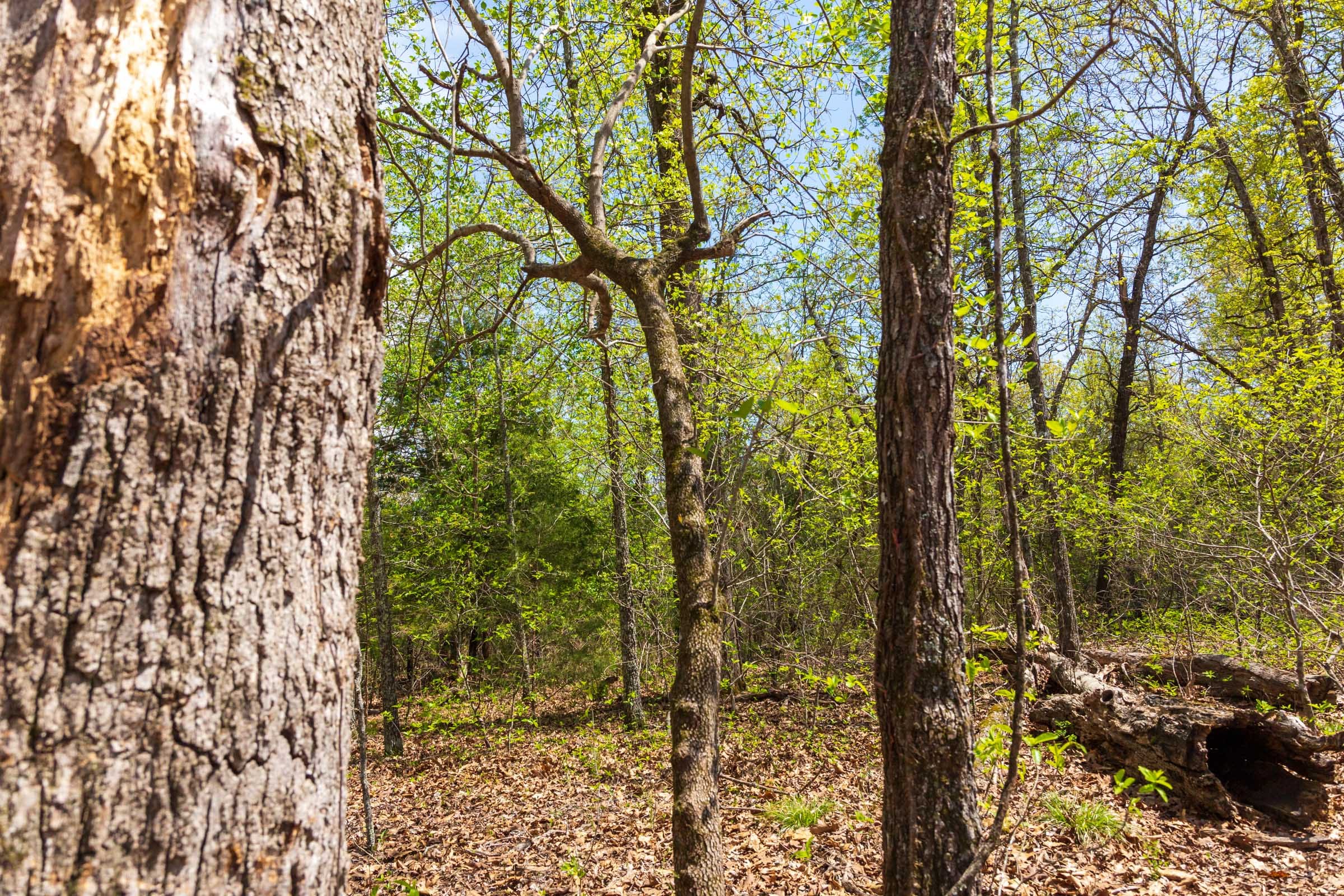 Autumnwood Tract 14 photo 11
