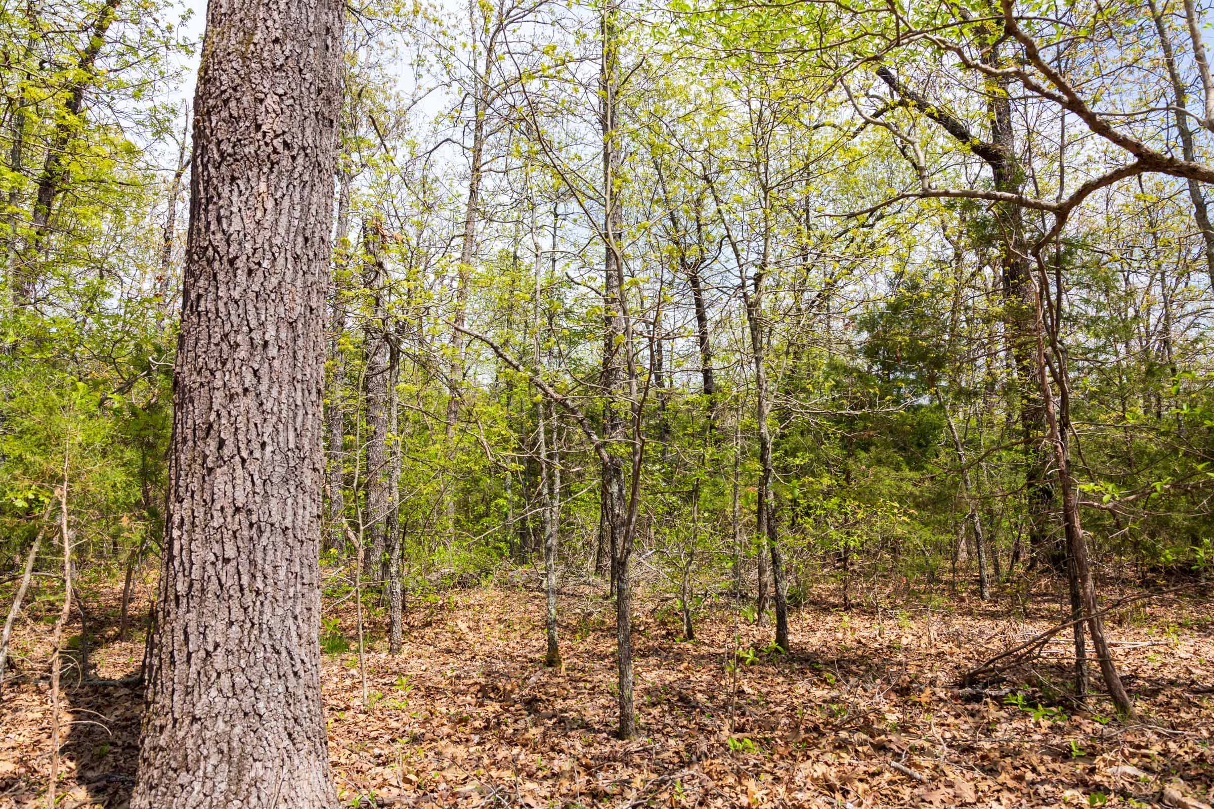 Autumnwood Tract 14 photo 12
