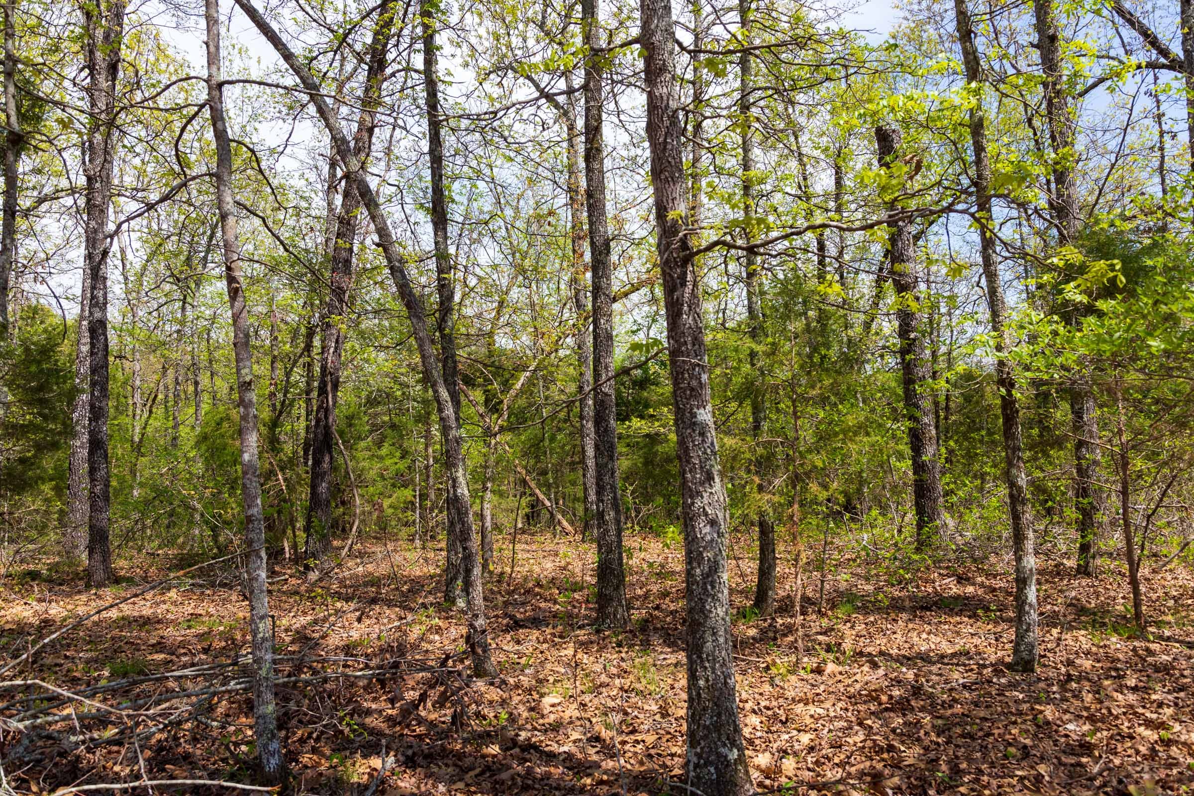 Autumnwood Tract 14 photo 13