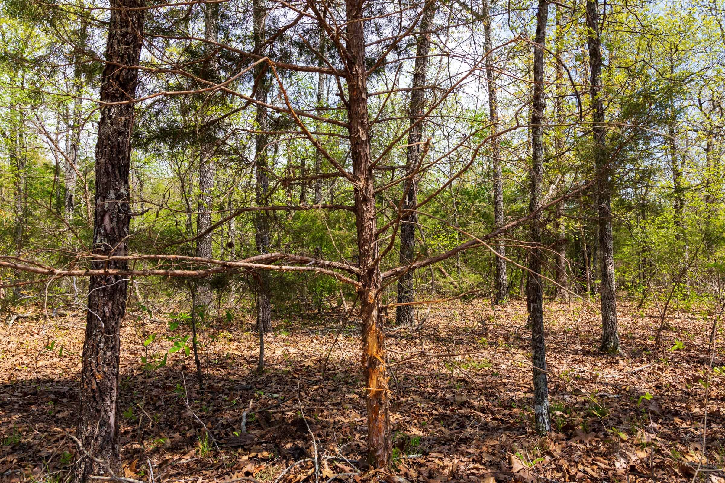 Autumnwood Tract 14 photo 14