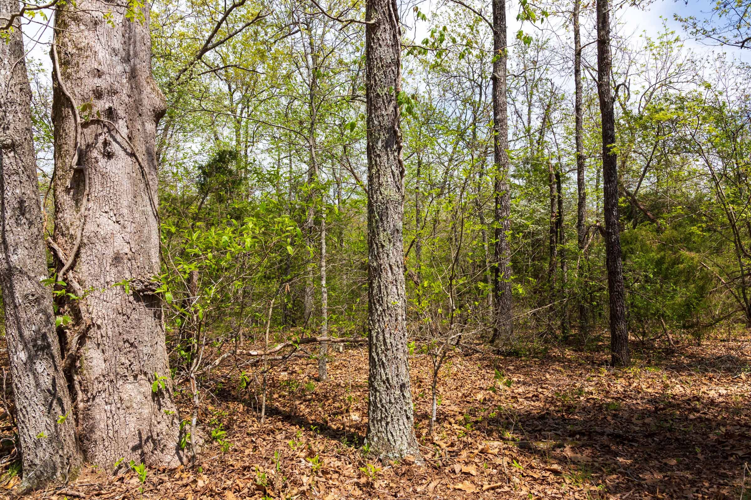 Autumnwood Tract 14 photo 15