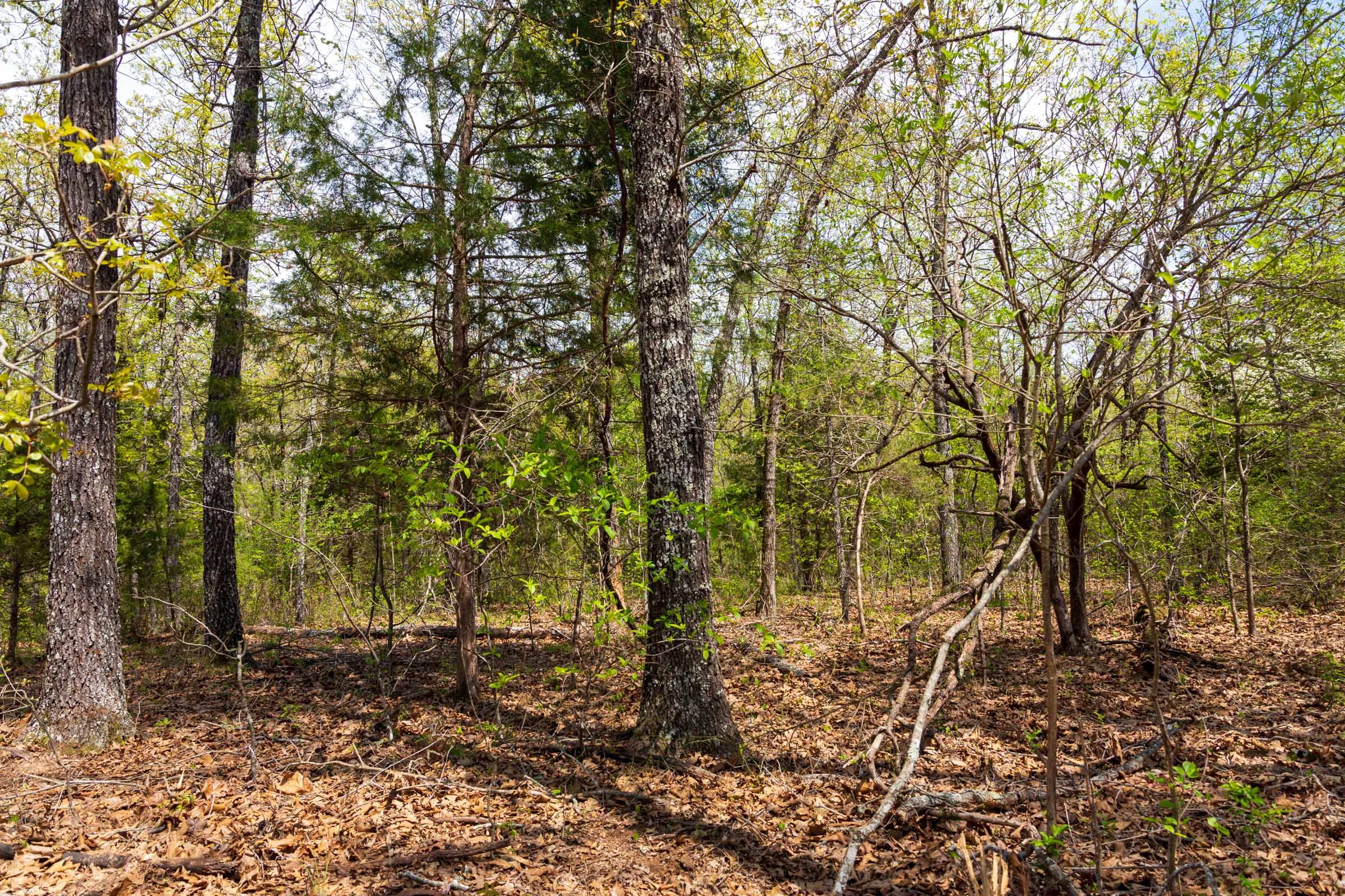Autumnwood Tract 14 photo 17