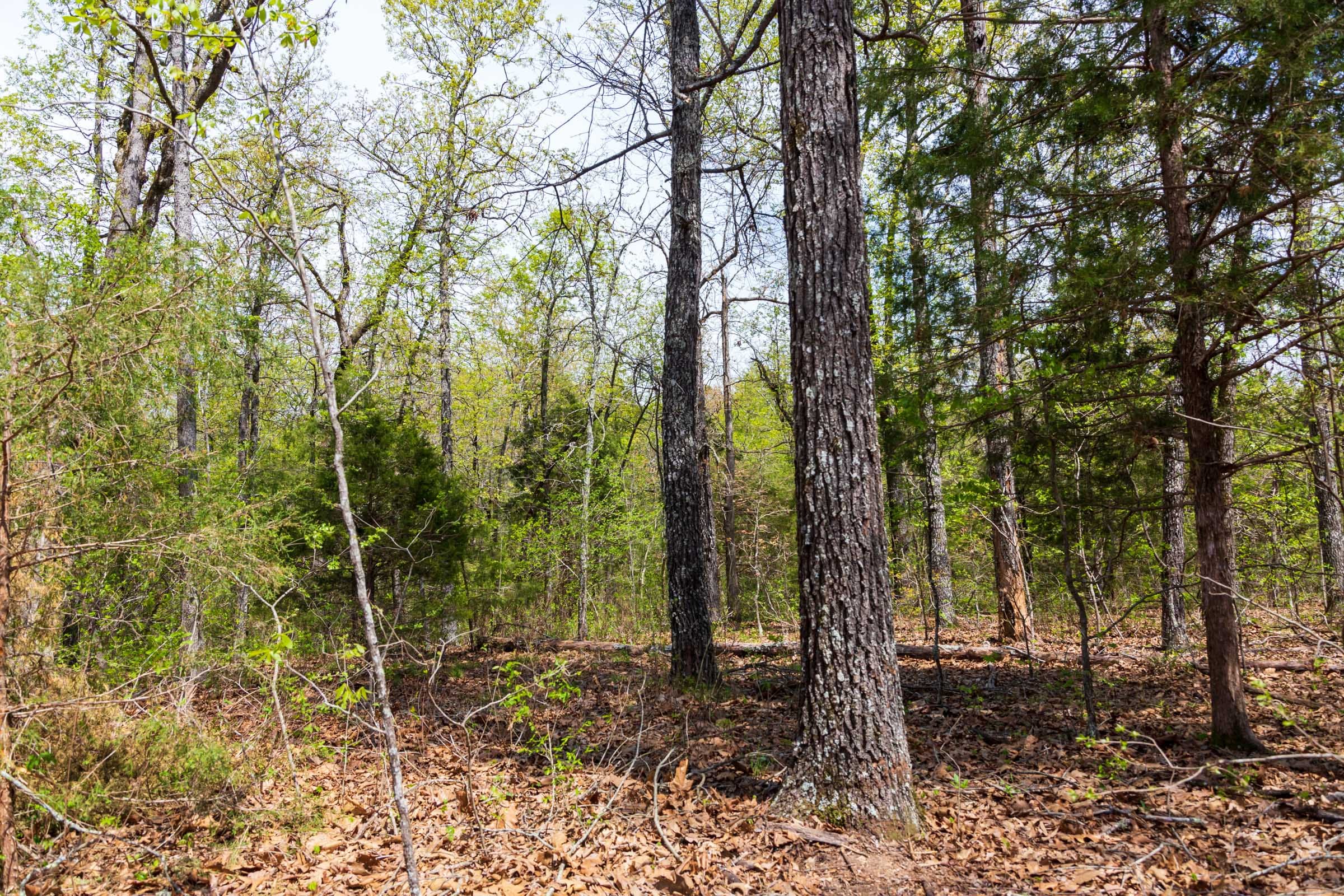 Autumnwood Tract 14 photo 18
