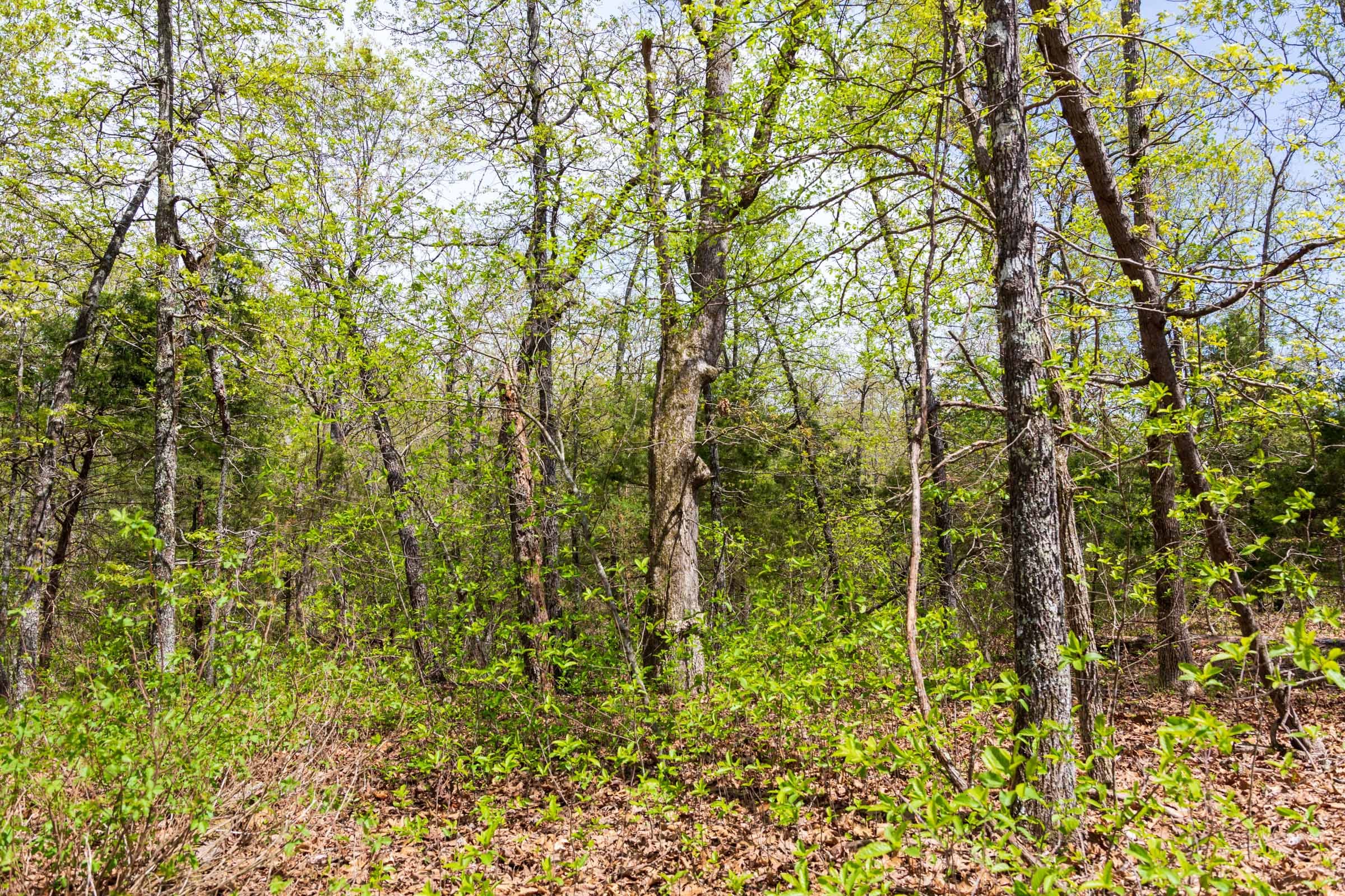 Autumnwood Tract 14 photo 19