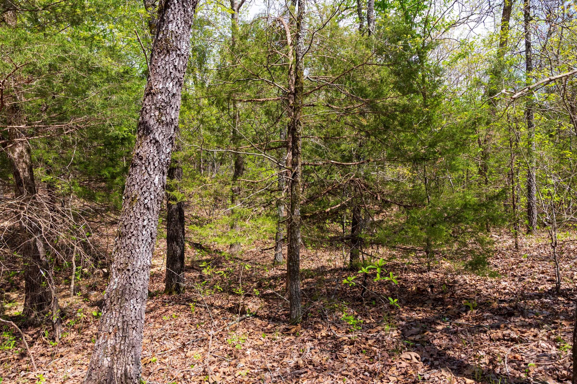 Autumnwood Tract 14 photo 21