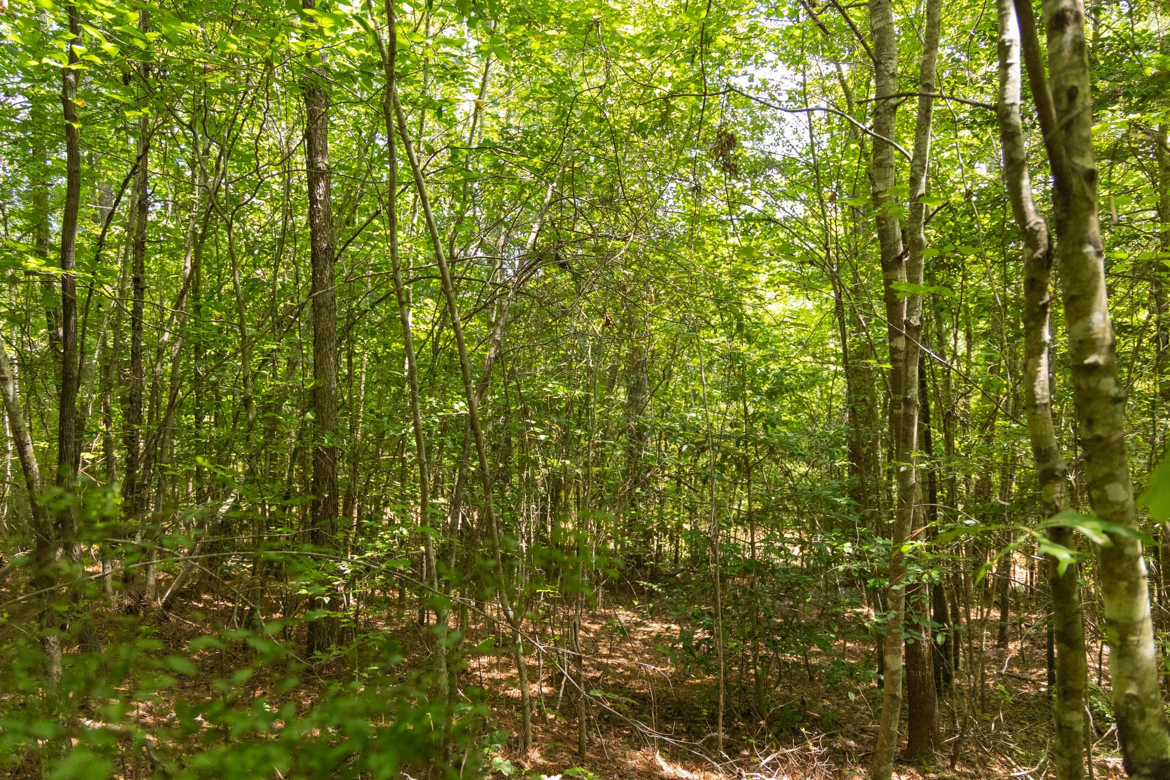 Olive Hill Tract 4 photo 13