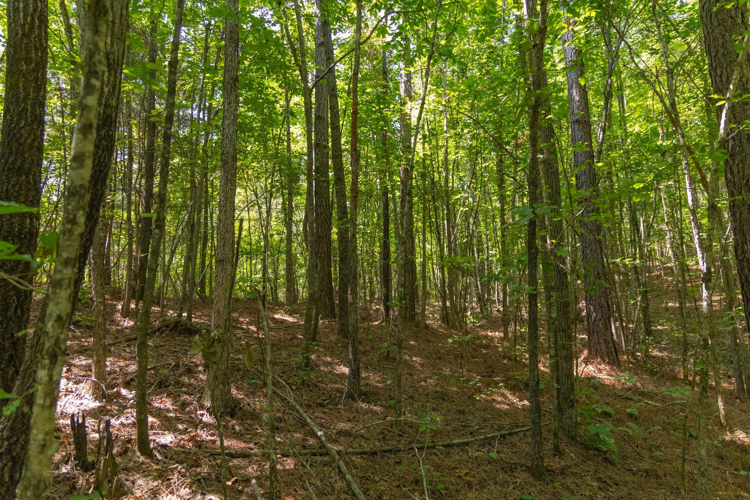 Olive Hill Tract 4 photo 12