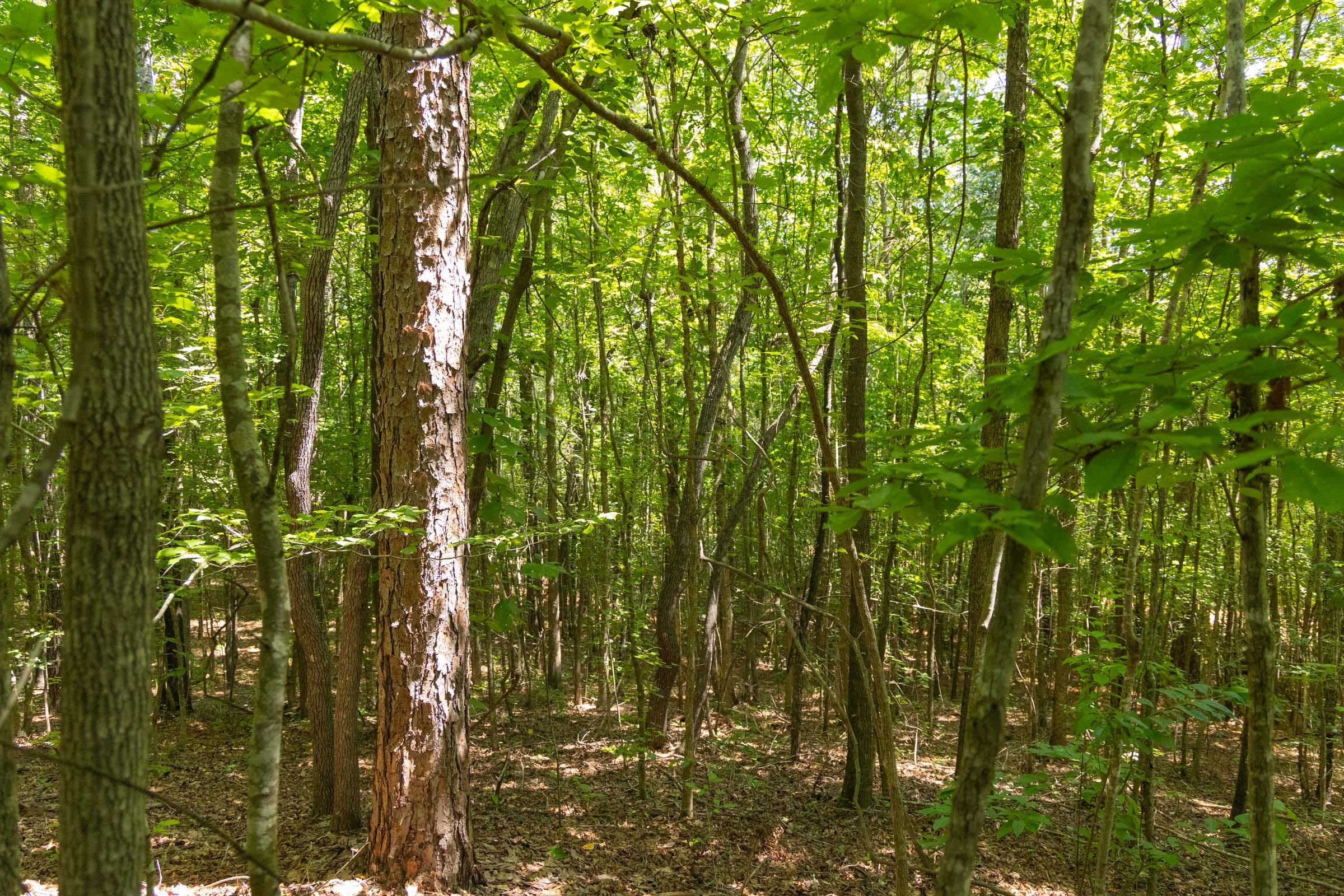 Olive Hill Tract 4 photo 11