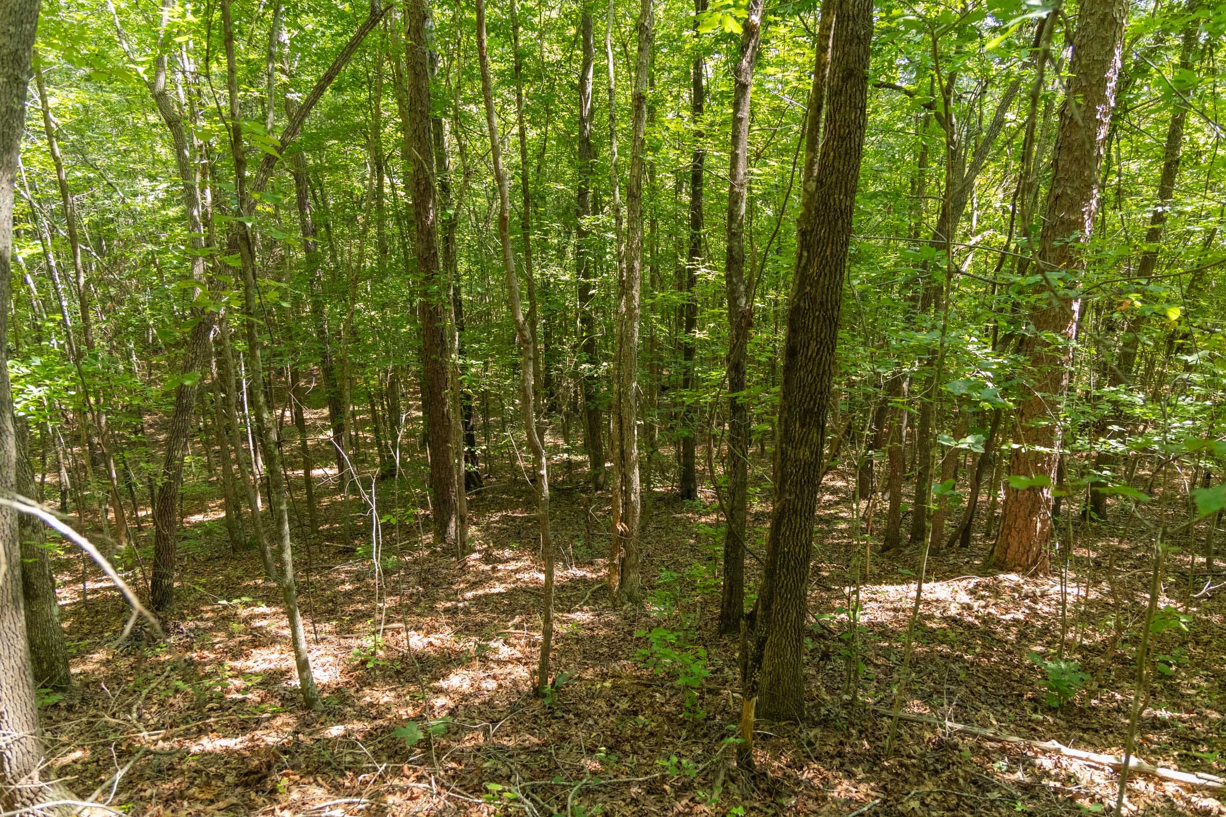 Olive Hill Tract 4 photo 9