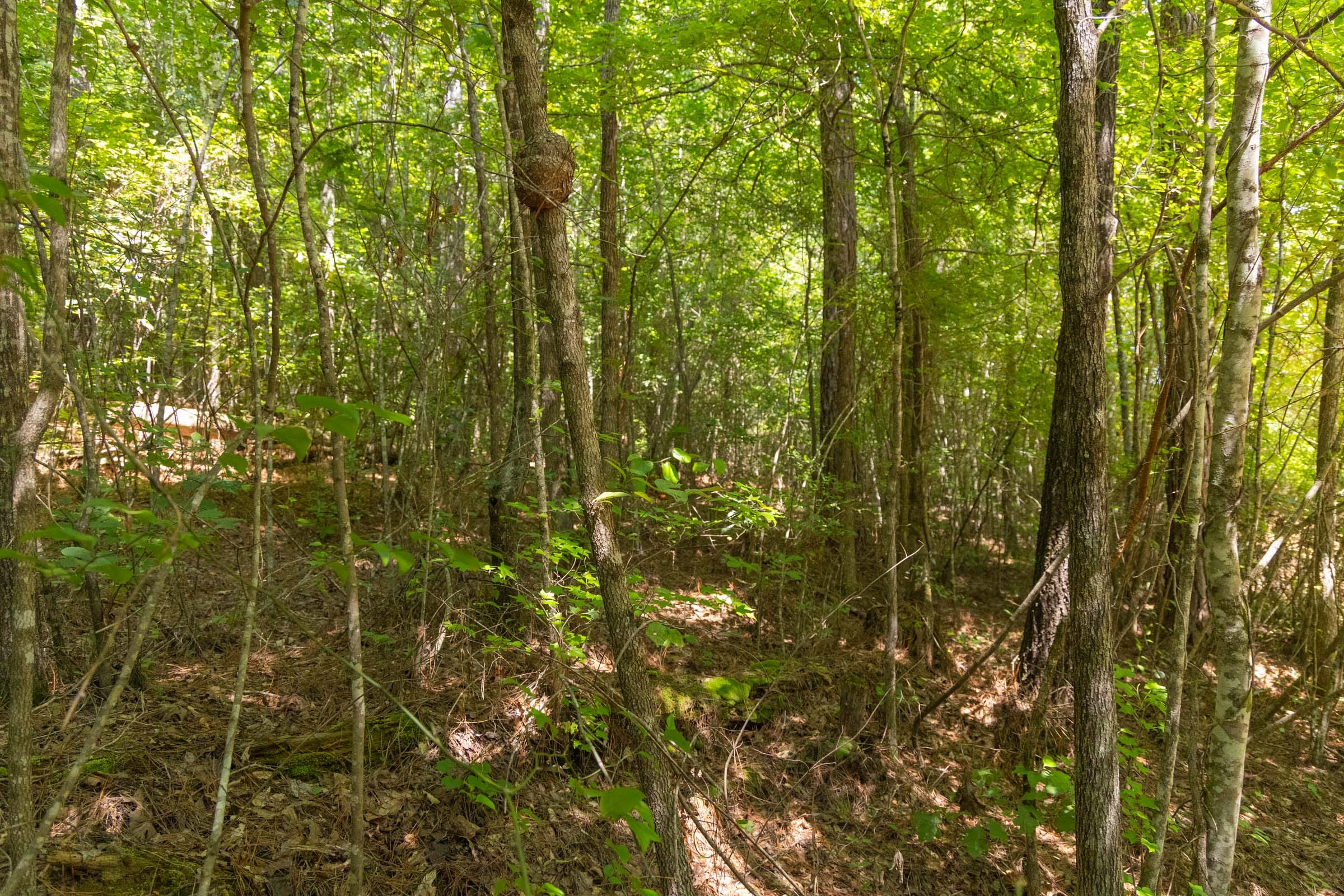 Olive Hill Tract 4 photo 8