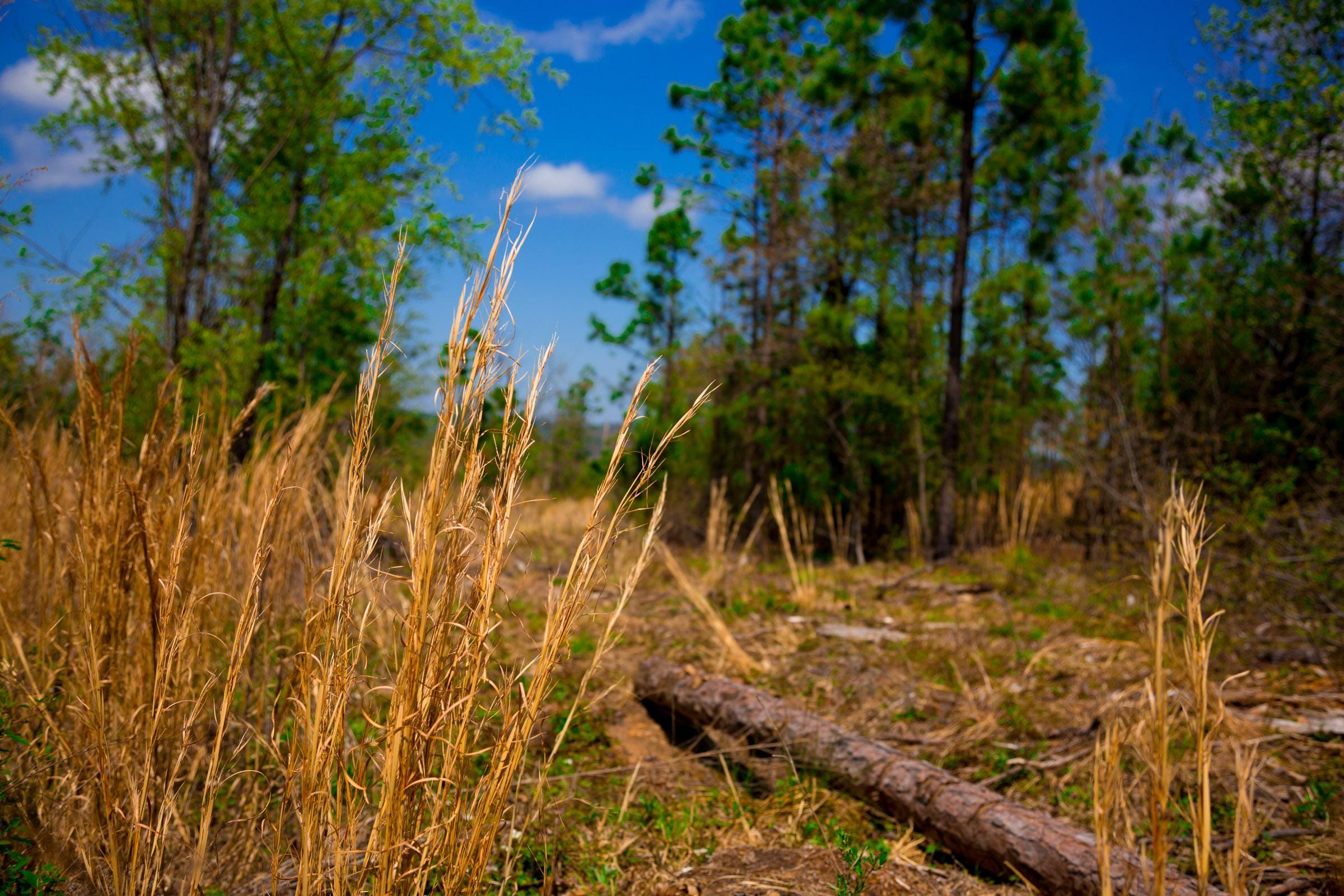 Stone Creek Phase II Tract 243 photo 8
