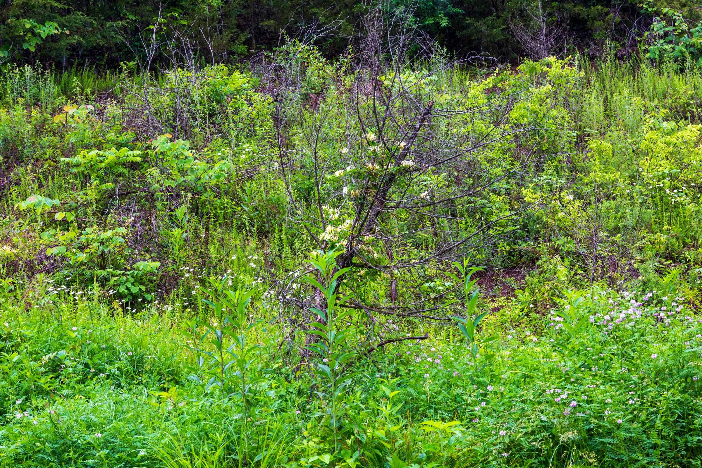 Bluffview Tract 13 photo 3