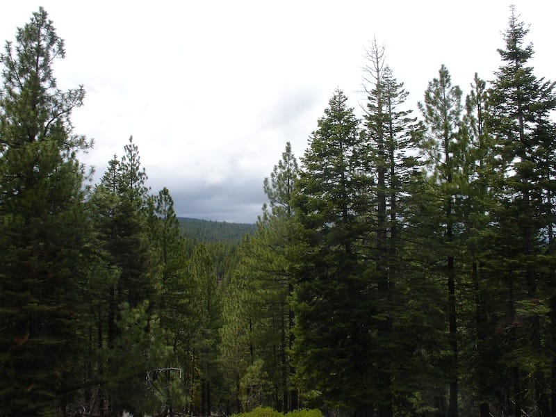 California Pines Tract 55 photo 10