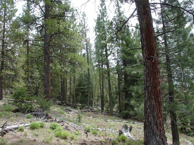 California Pines Tract 55 photo 11