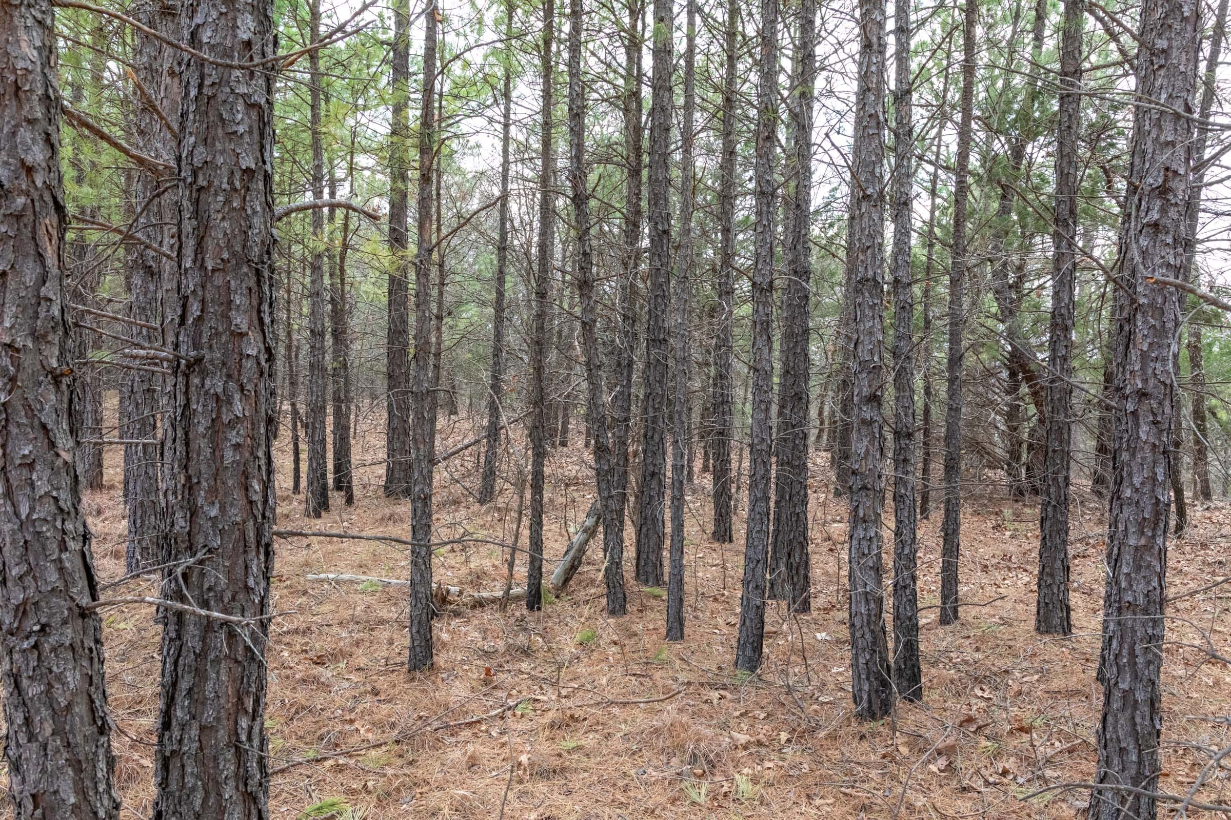 Stone Bridge Phase III Tract 164 photo 17