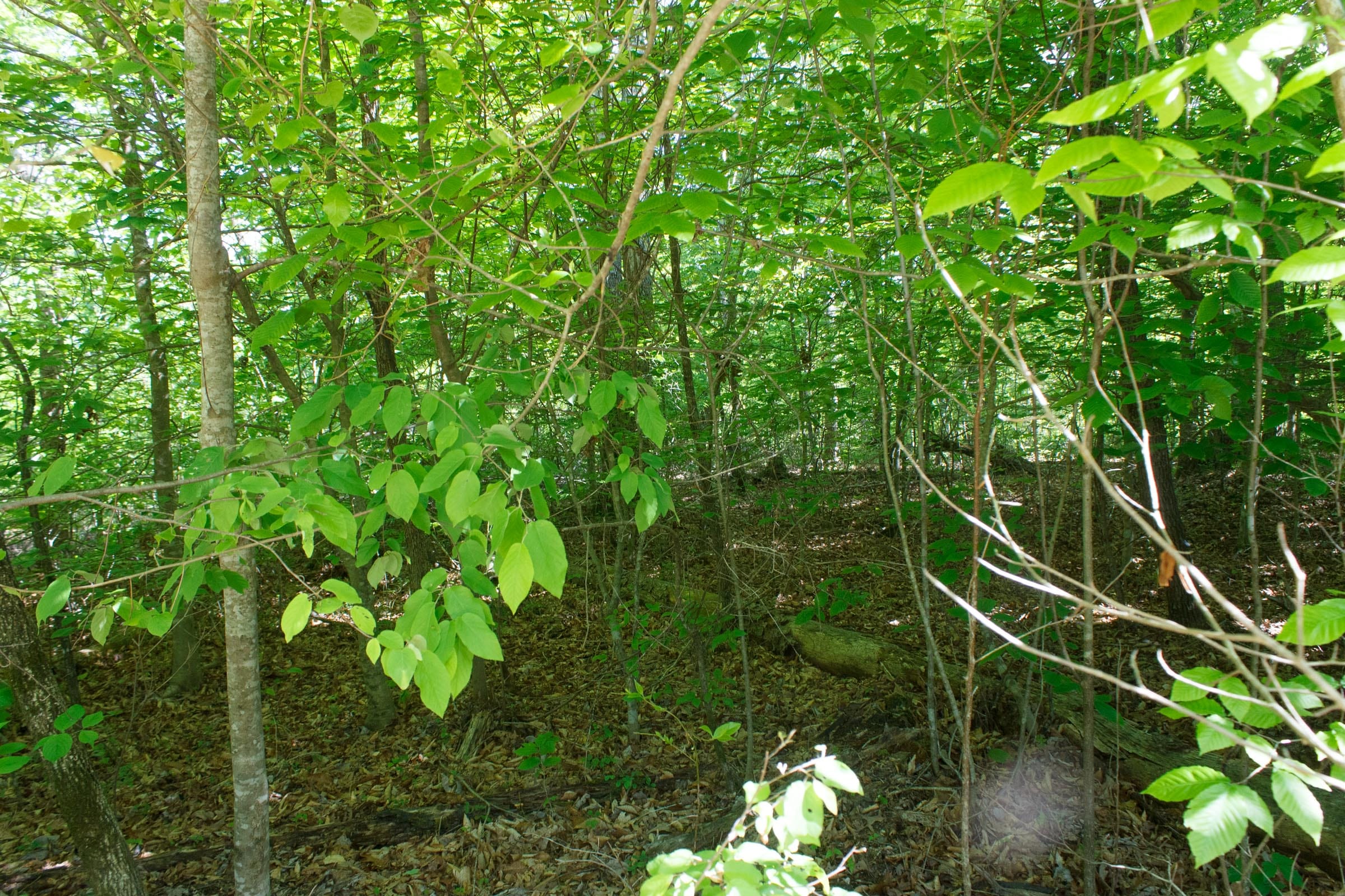 Riverbend Tract 34 photo 2