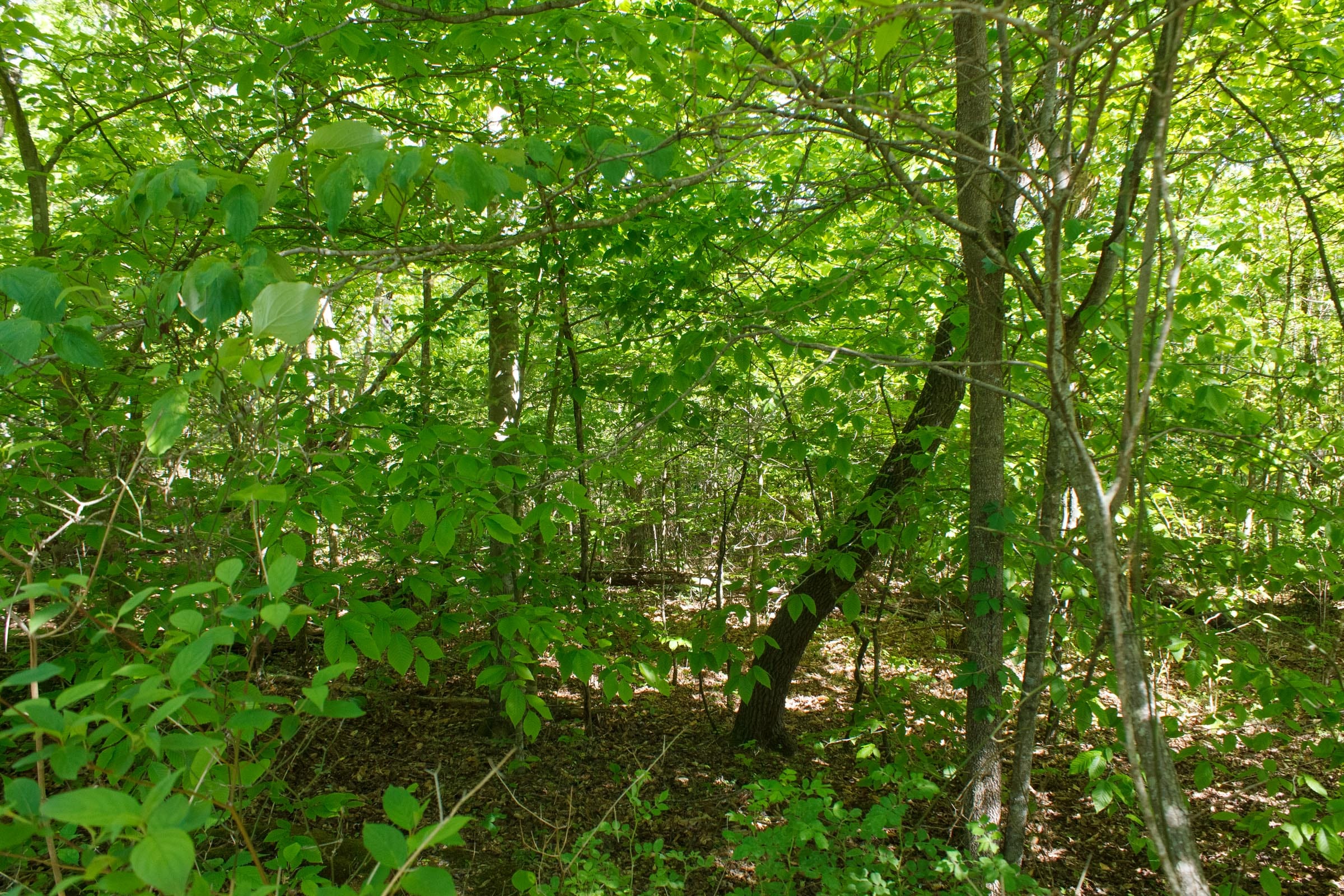 Riverbend Tract 34 photo 6