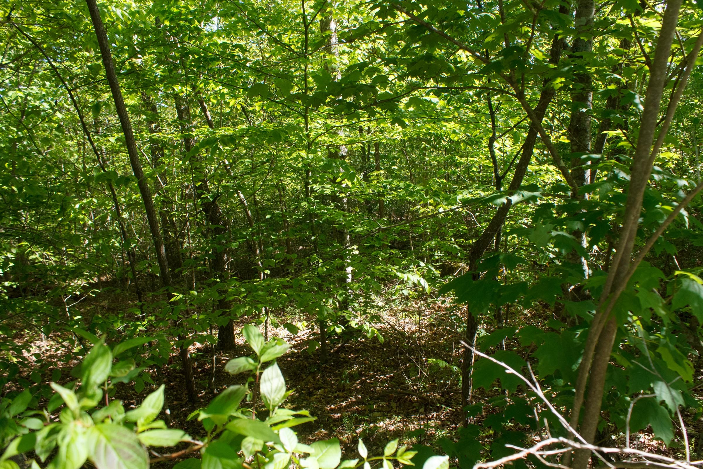 Riverbend Tract 34 photo 8