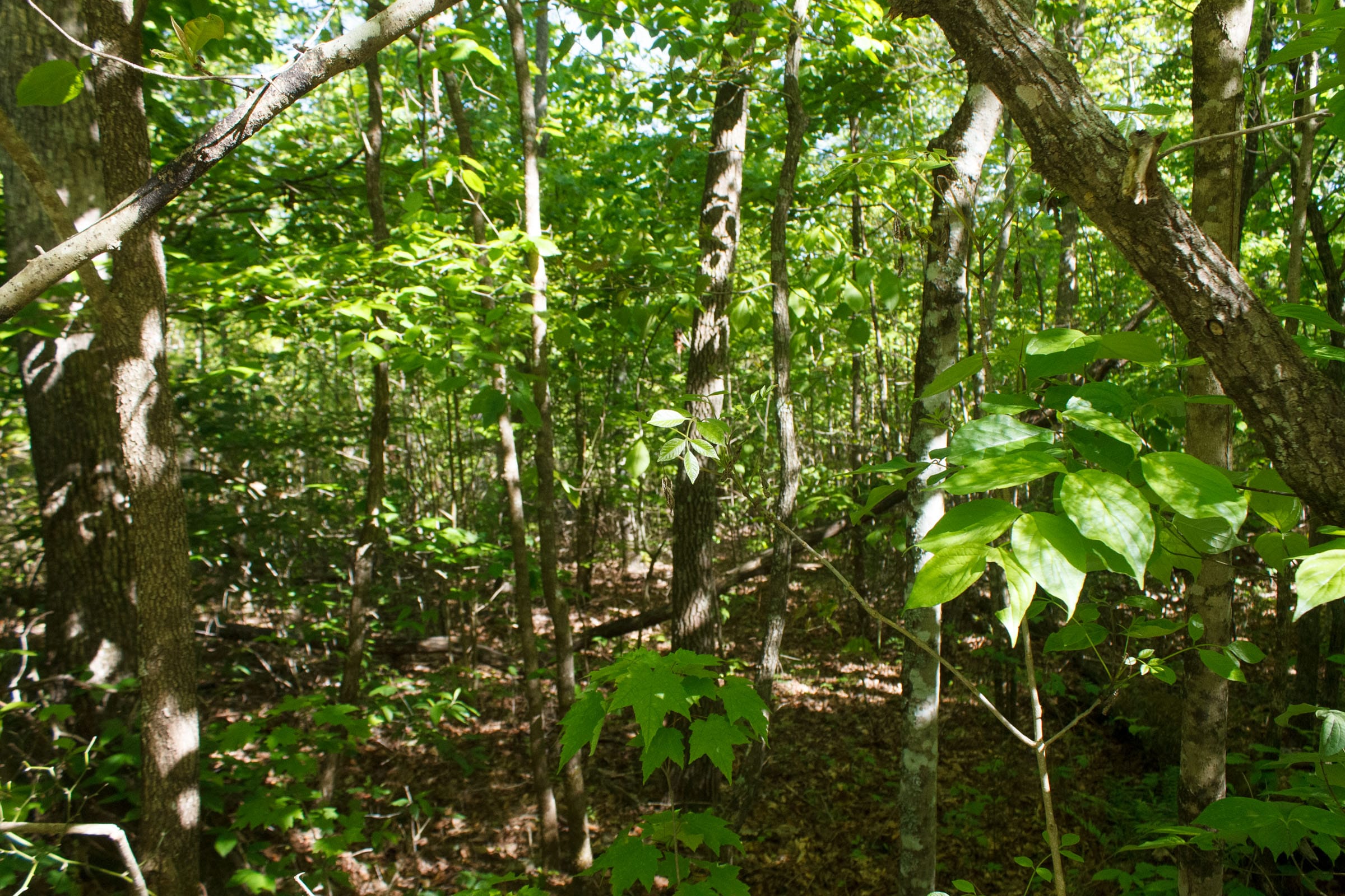 Riverbend Tract 34 photo 10