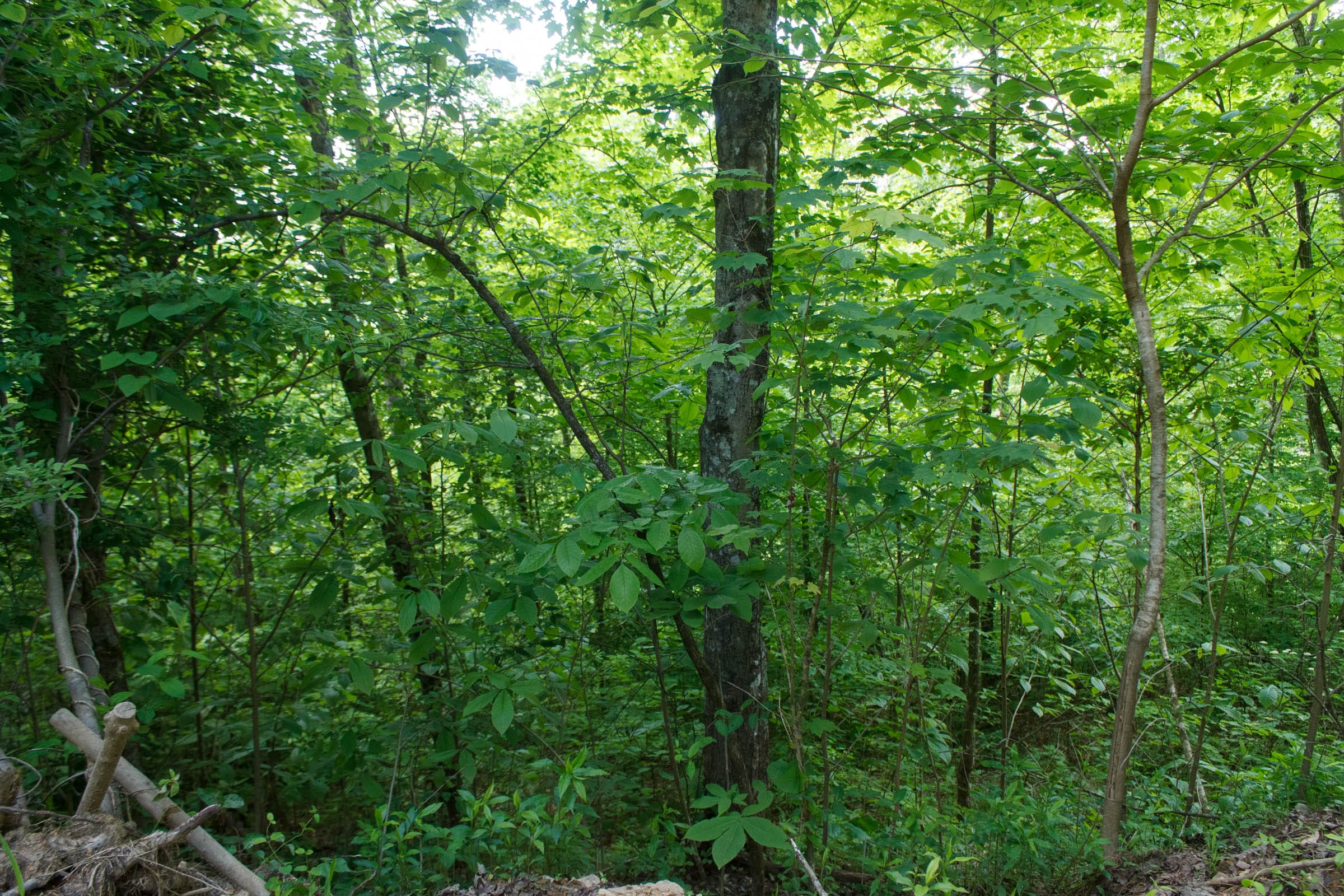 Riverbend Tract 3 photo 3