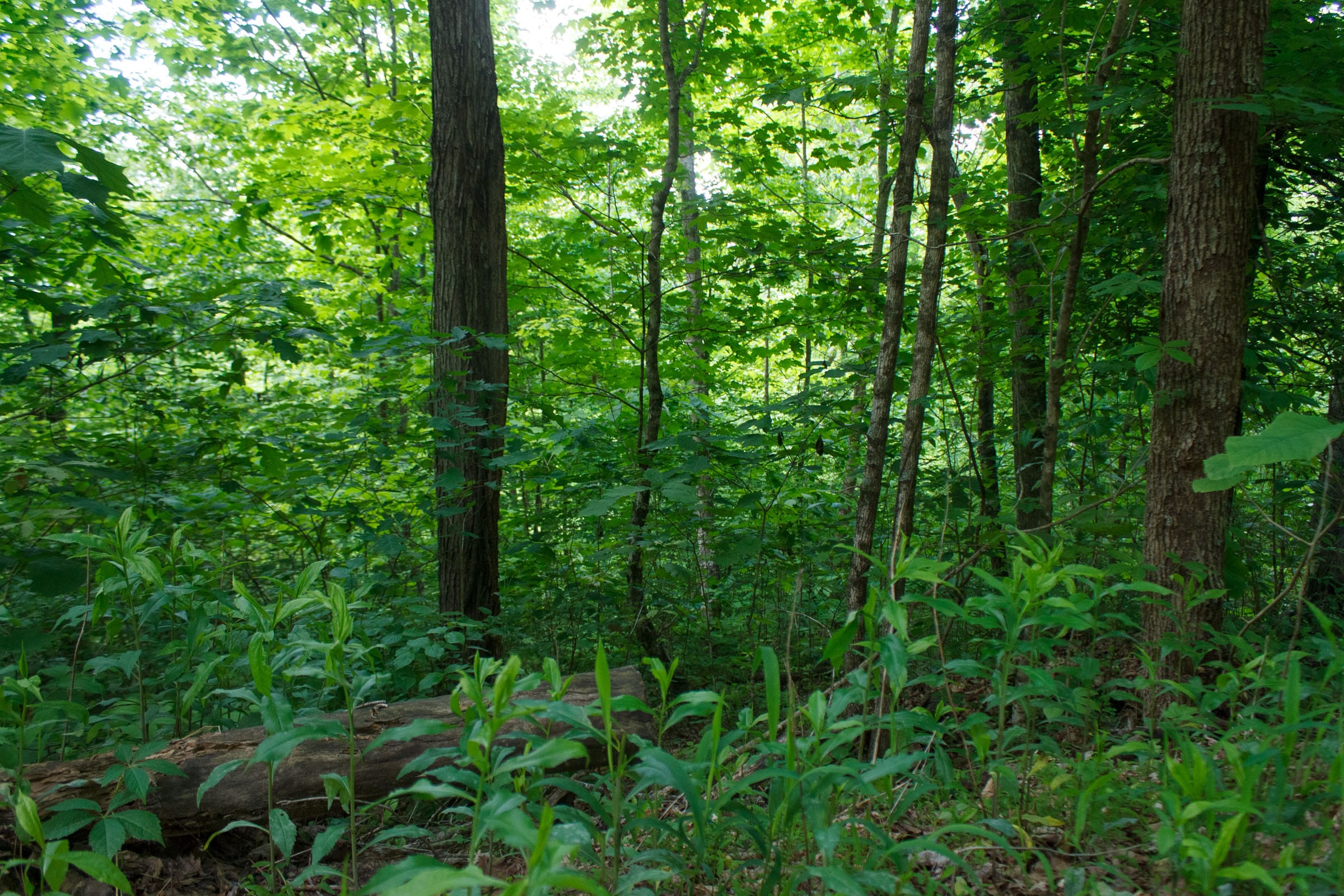 Riverbend Tract 3 photo 4
