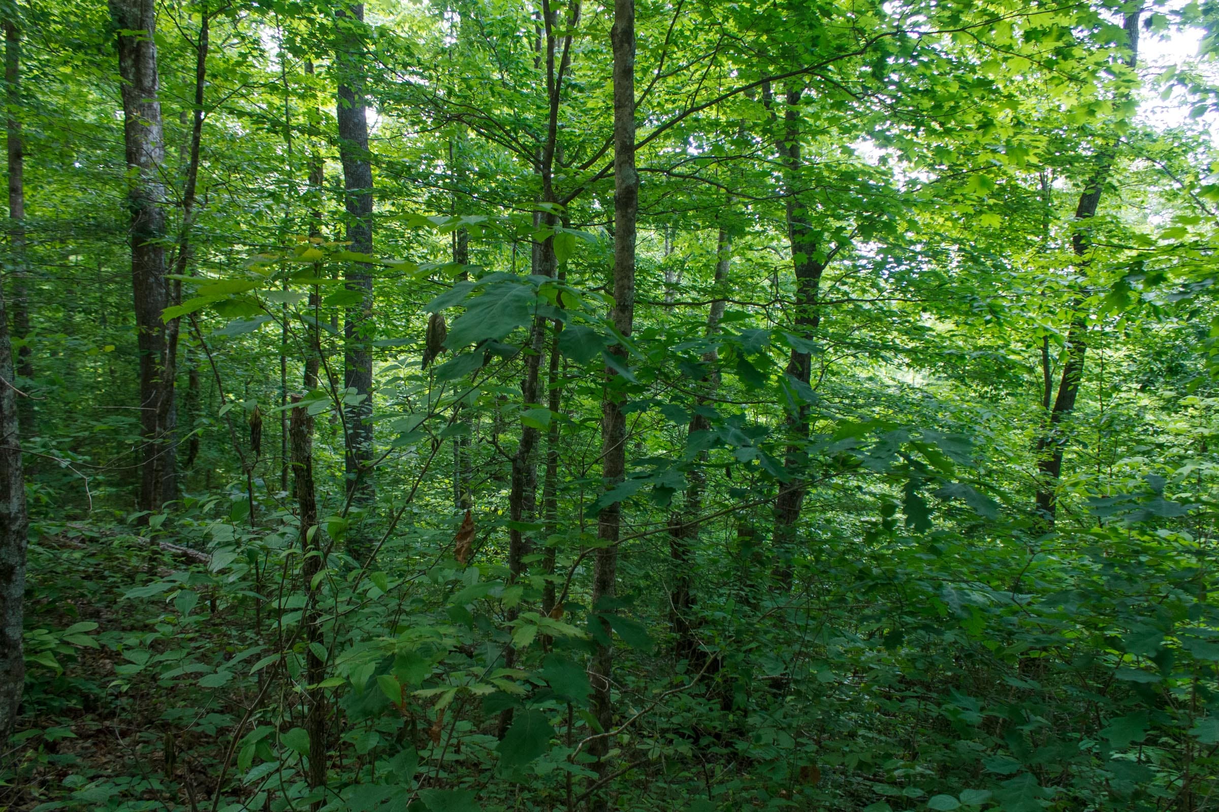 Riverbend Tract 3 photo 6