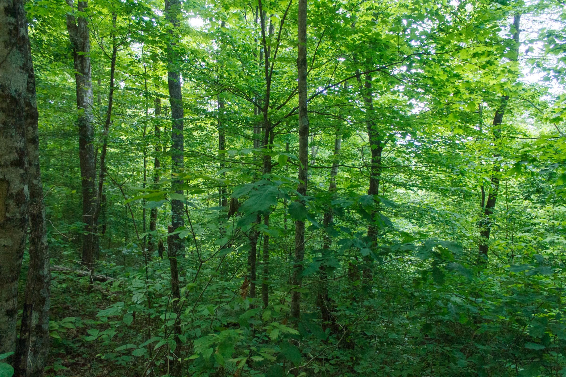 Riverbend Tract 3 photo 7