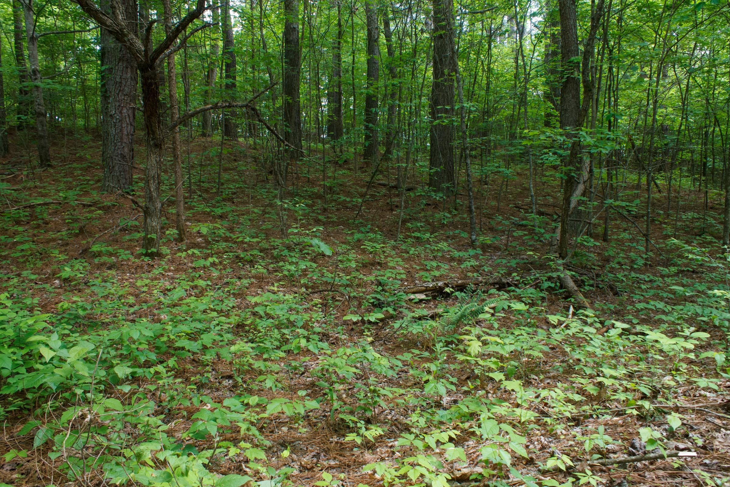 Riverbend Tract 3 photo 5