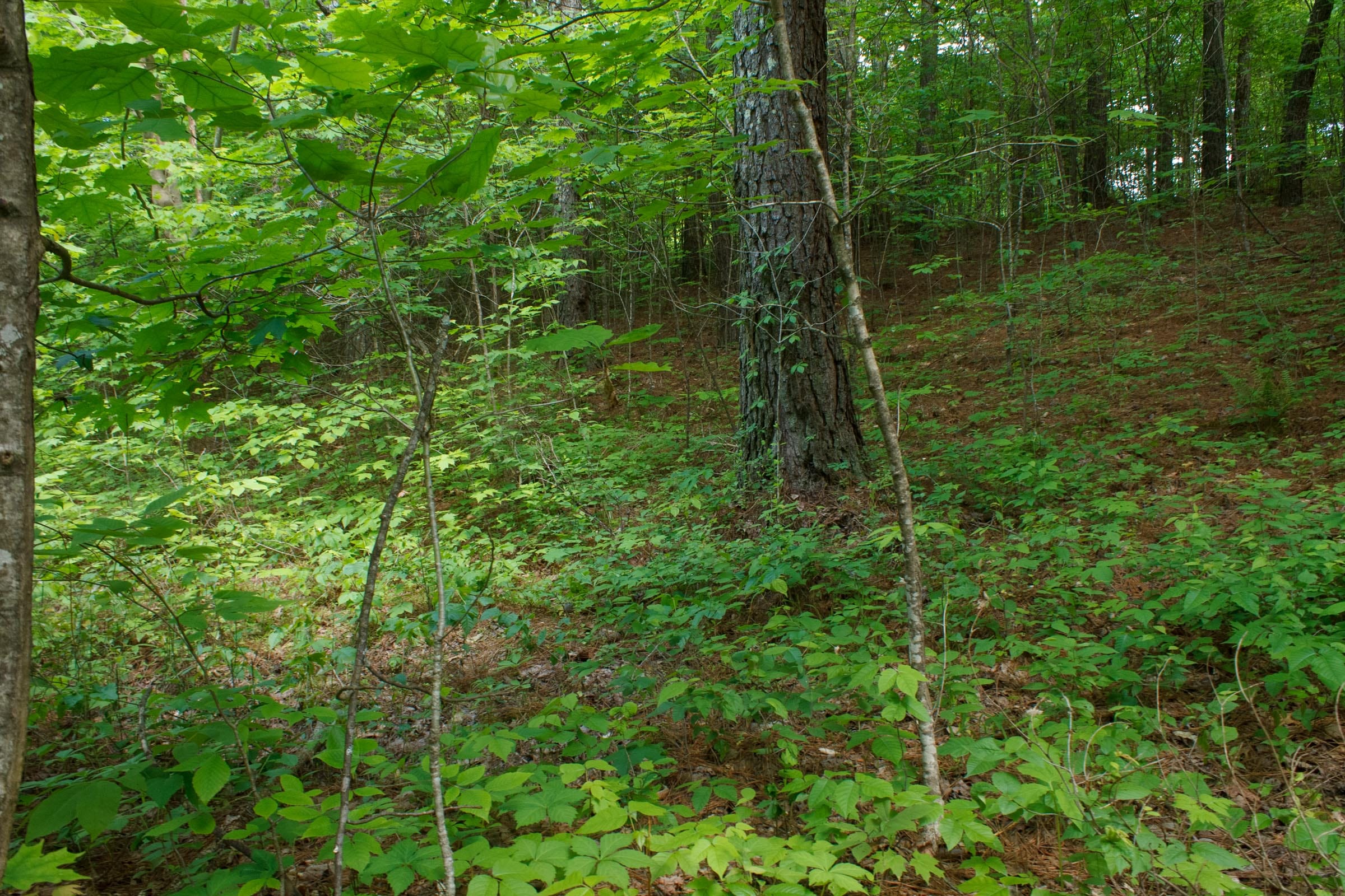 Riverbend Tract 3 photo 8